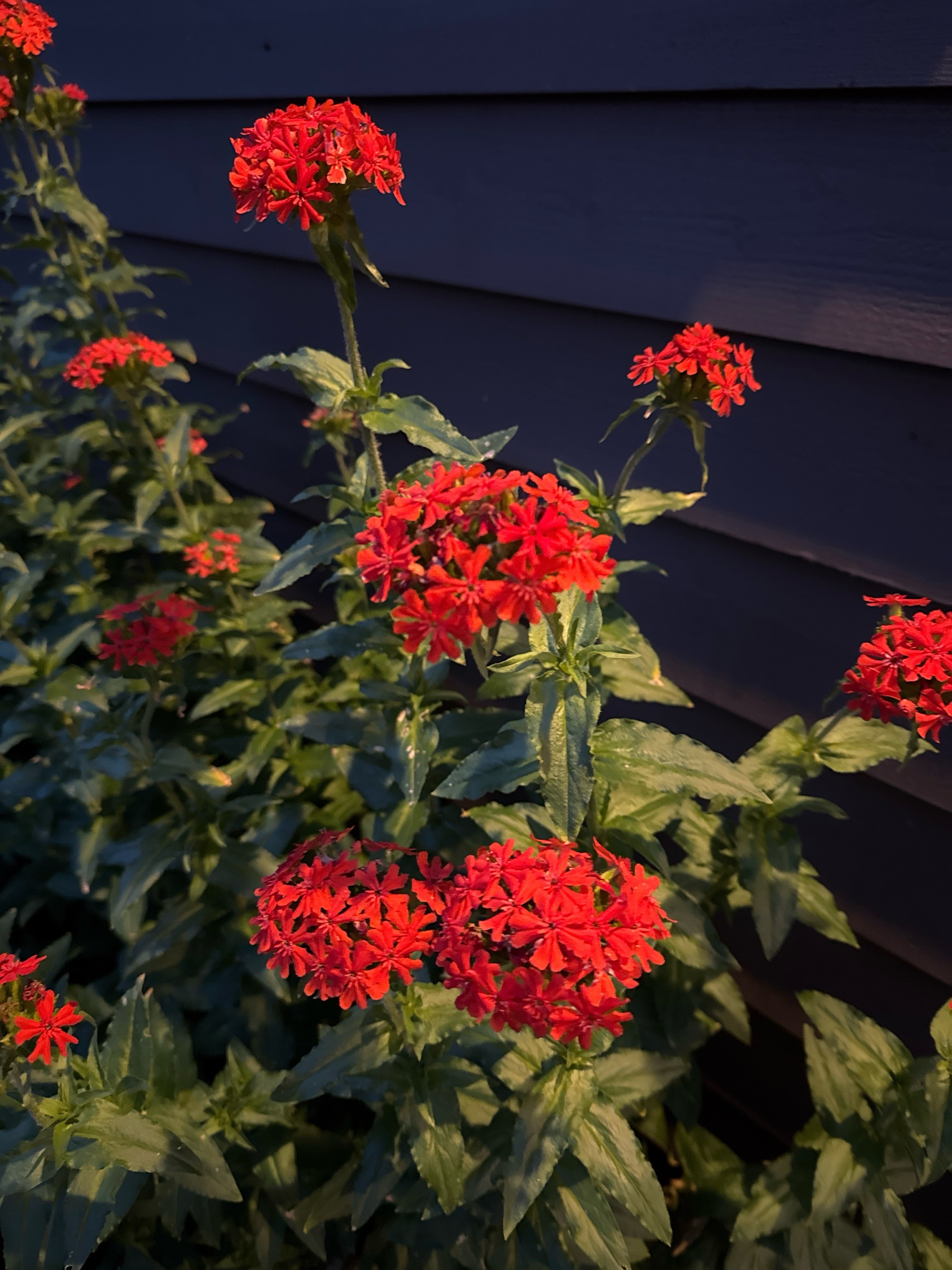 Lychnis chalcedonica (Maltese cross) (alternate view 4)