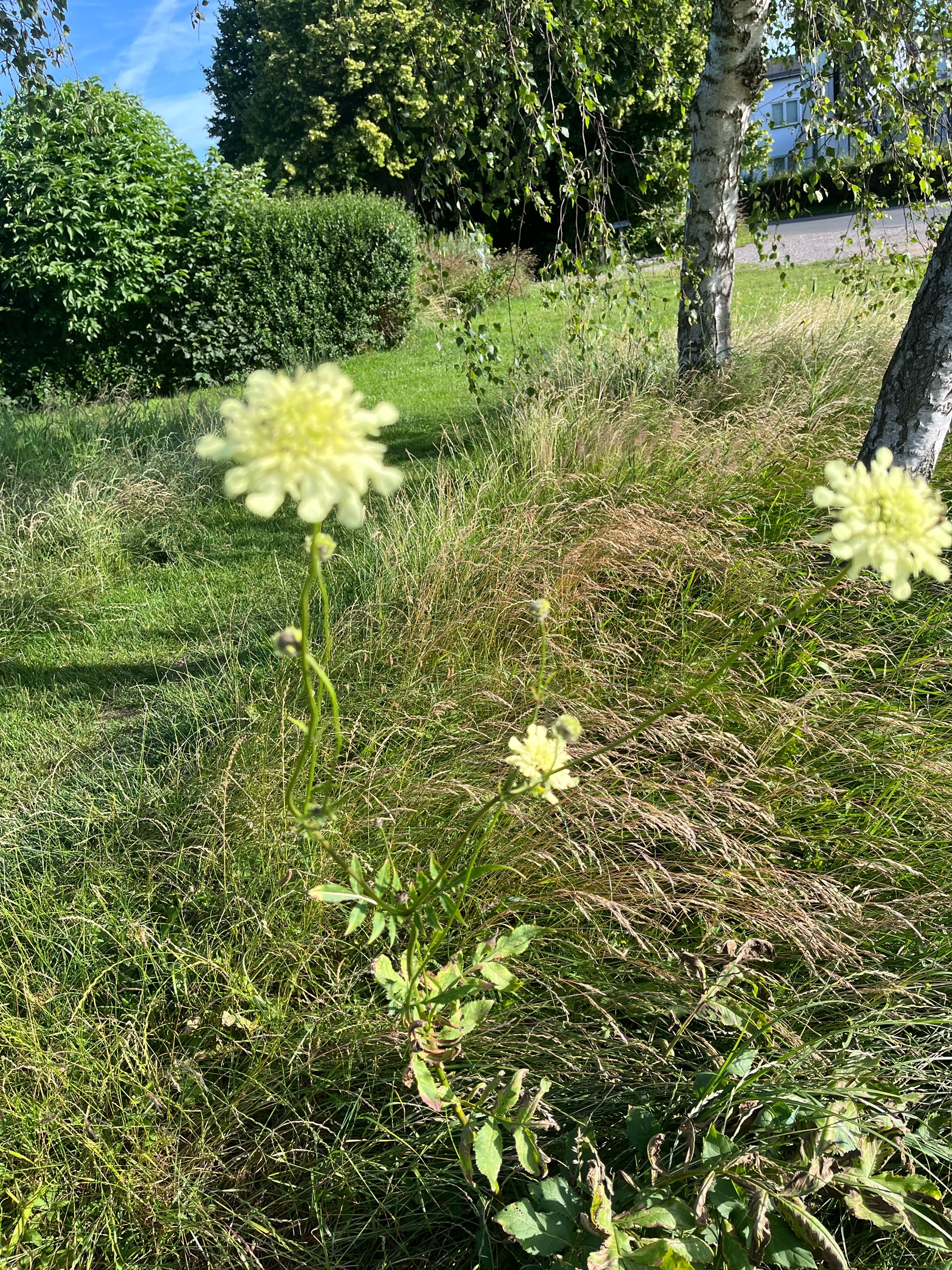 Cephalaria gigantea (Giant Scabious) (alternate view 12)