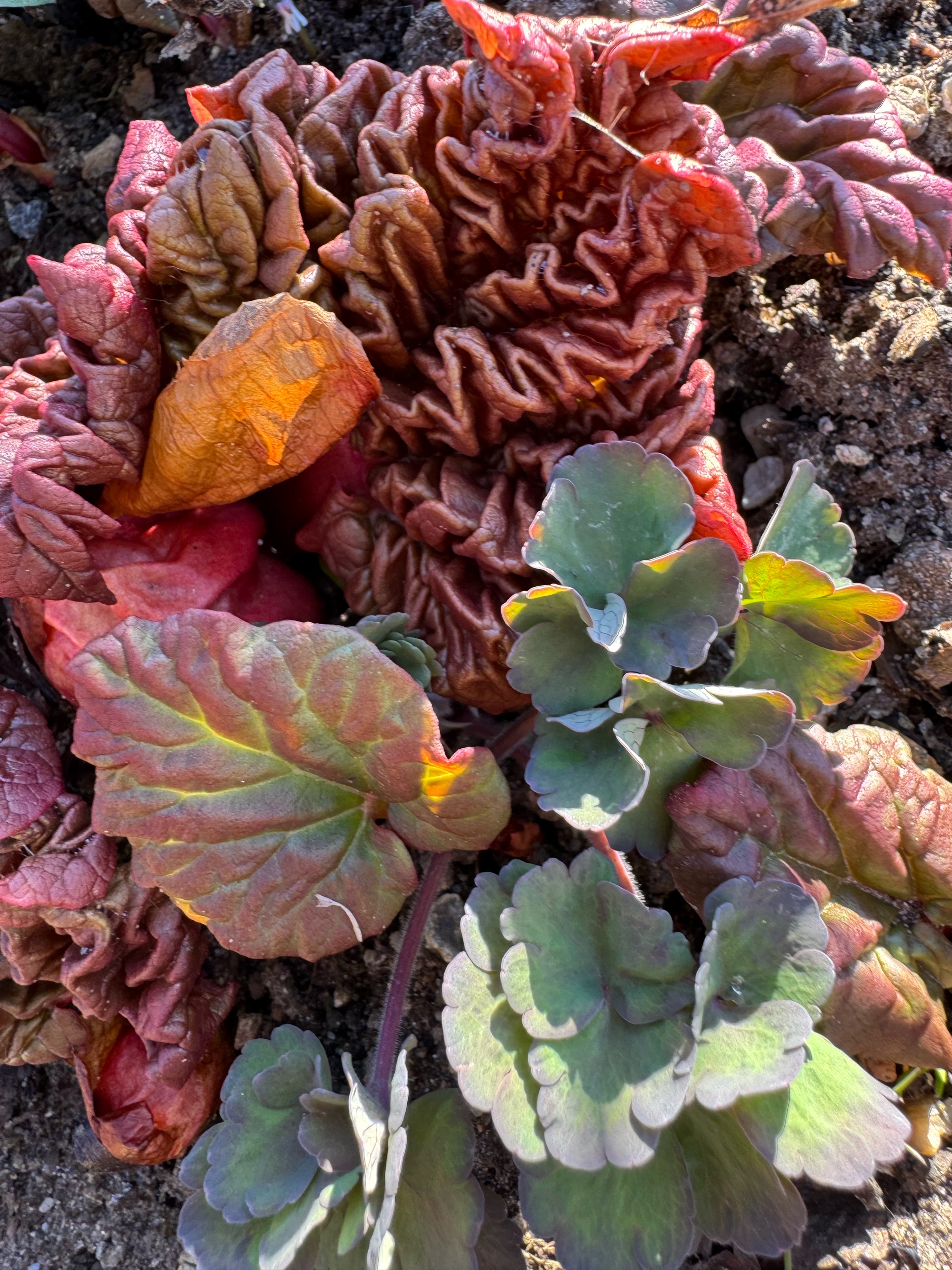 Rheum rhabarbarum (Rhubarb) (alternate view 13)