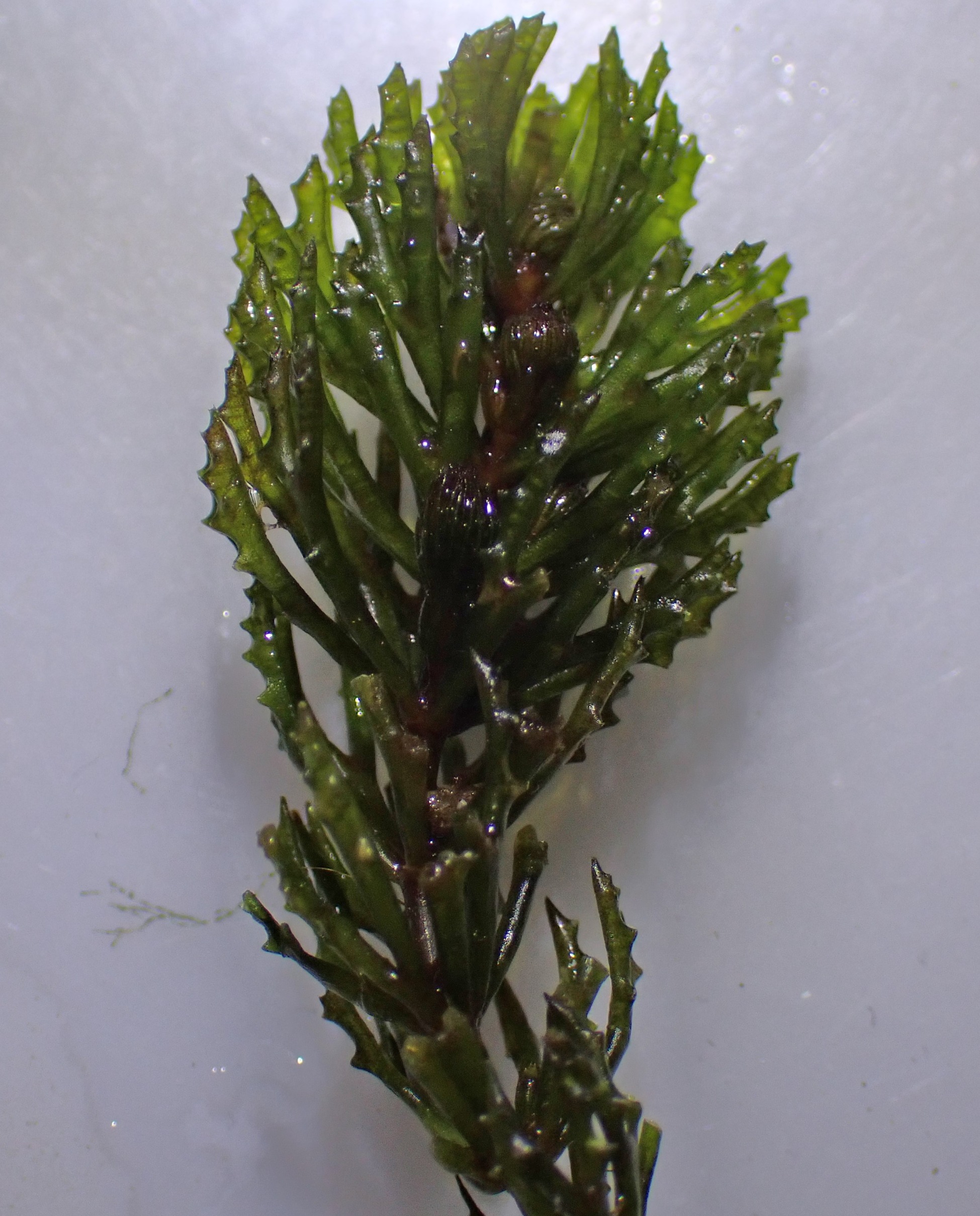 Ceratophyllum demersum (coontail) (alternate view 14)