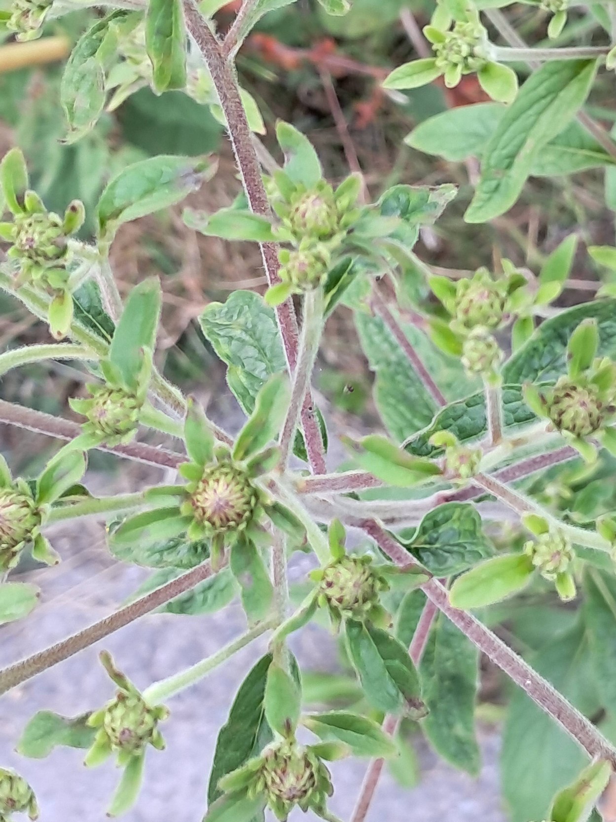 Pentanema squarrosum (Ploughman's-spikenard) (alternate view 11)