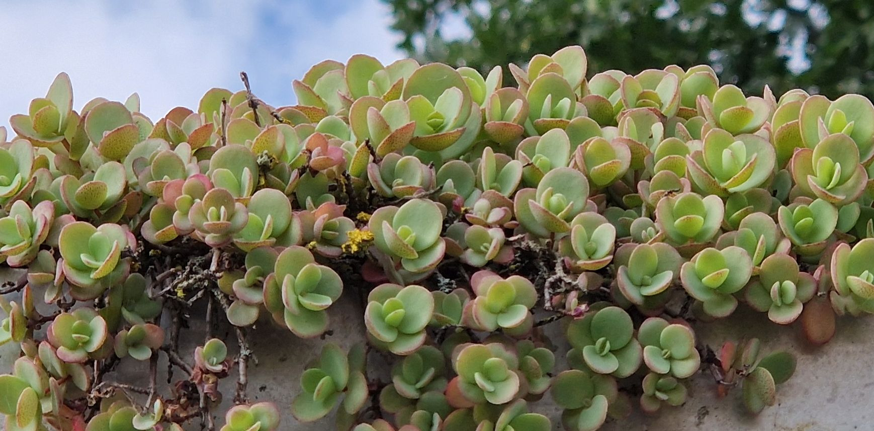 Sedum ewersii (Pink Stonecrop) (alternate view 2)