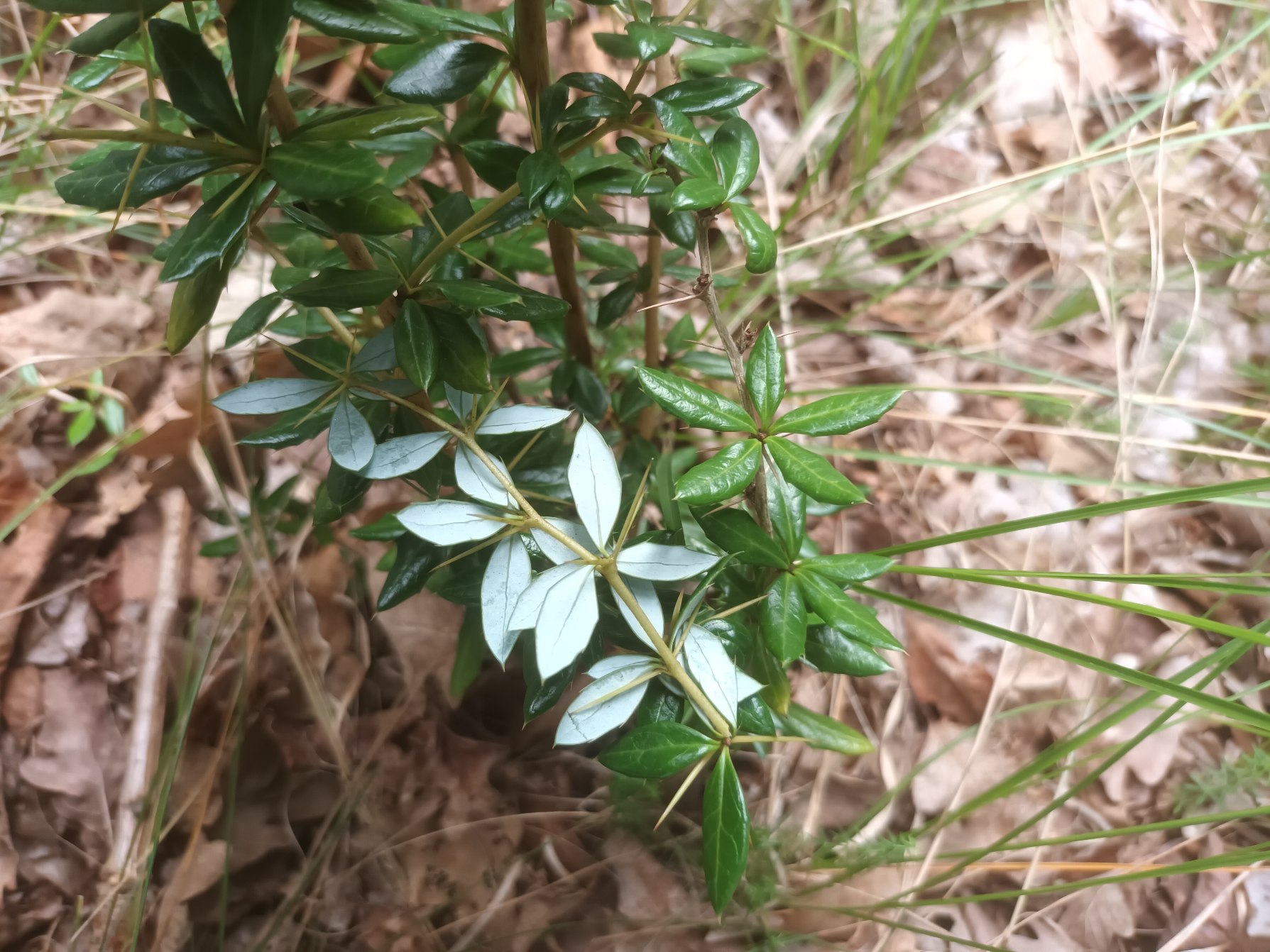 Berberis candidula (Paleleaf Barberry) (alternate view 2)