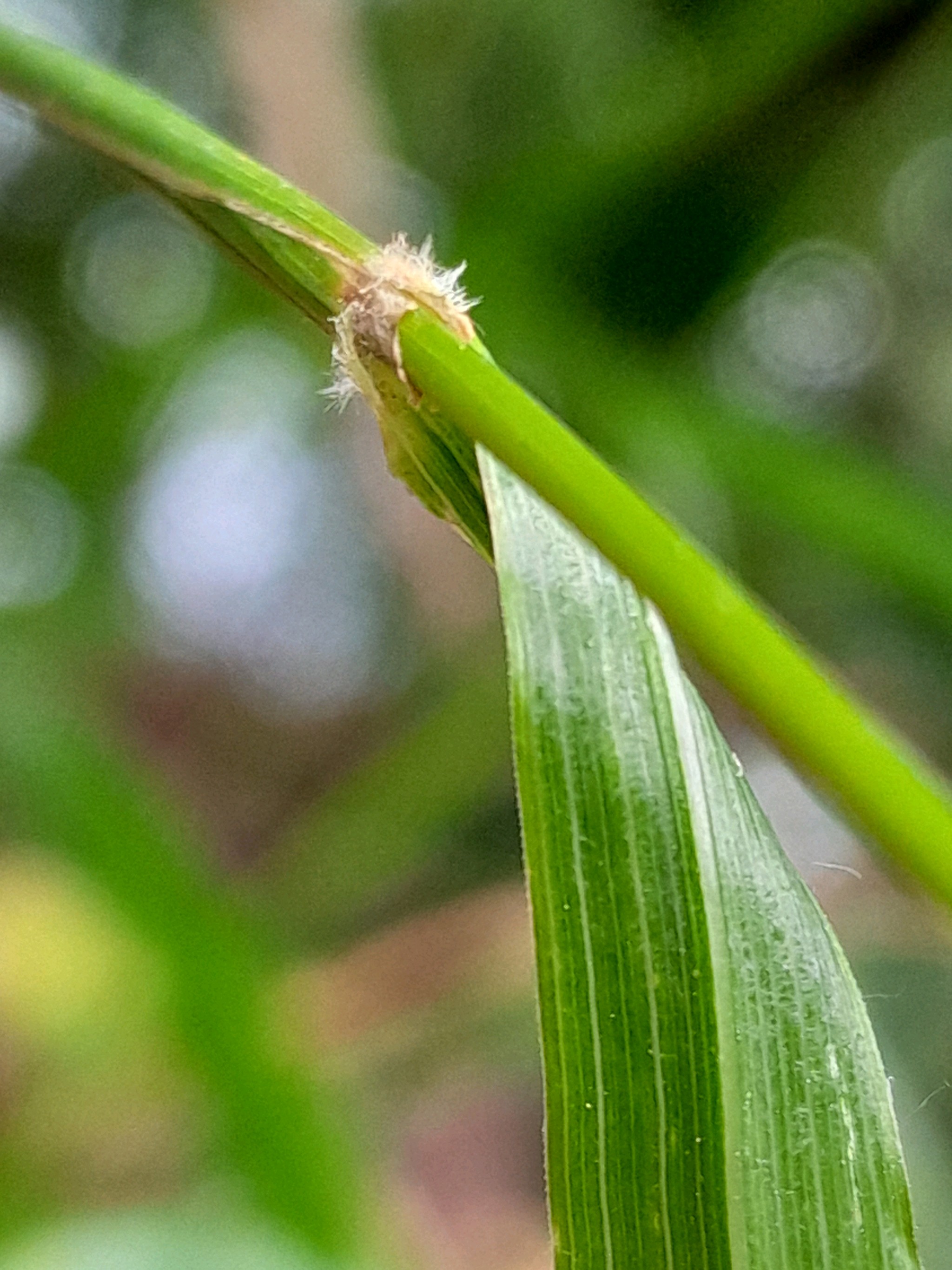 Calamagrostis brachytricha (Korean Feather Reed Grass) (alternate view 8)