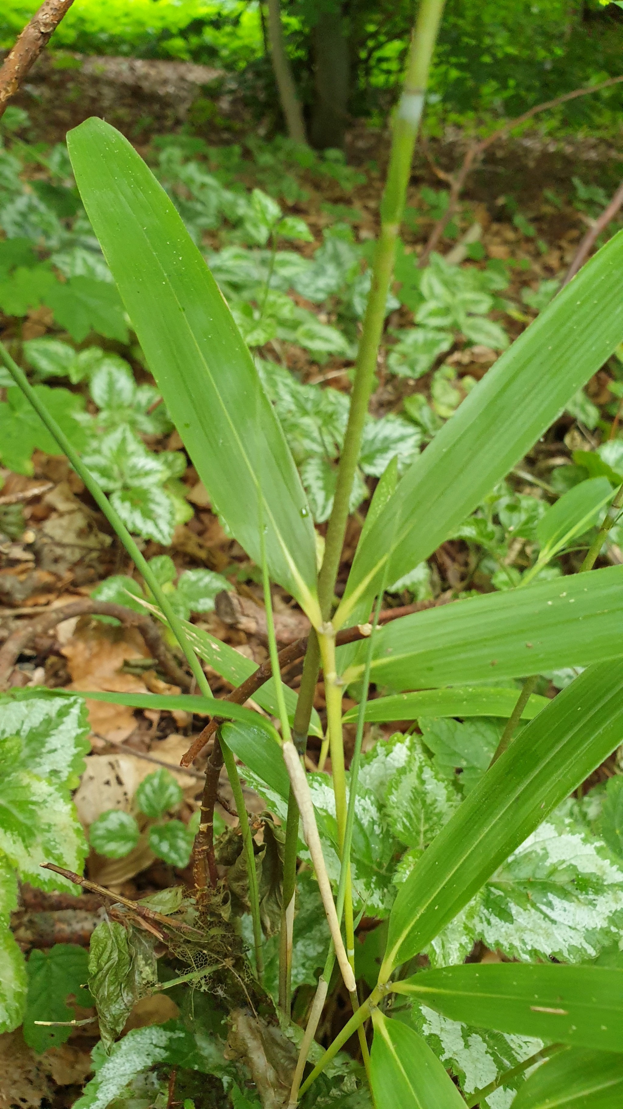 Fargesia murielae (Umbrella Bamboo) (alternate view 2)