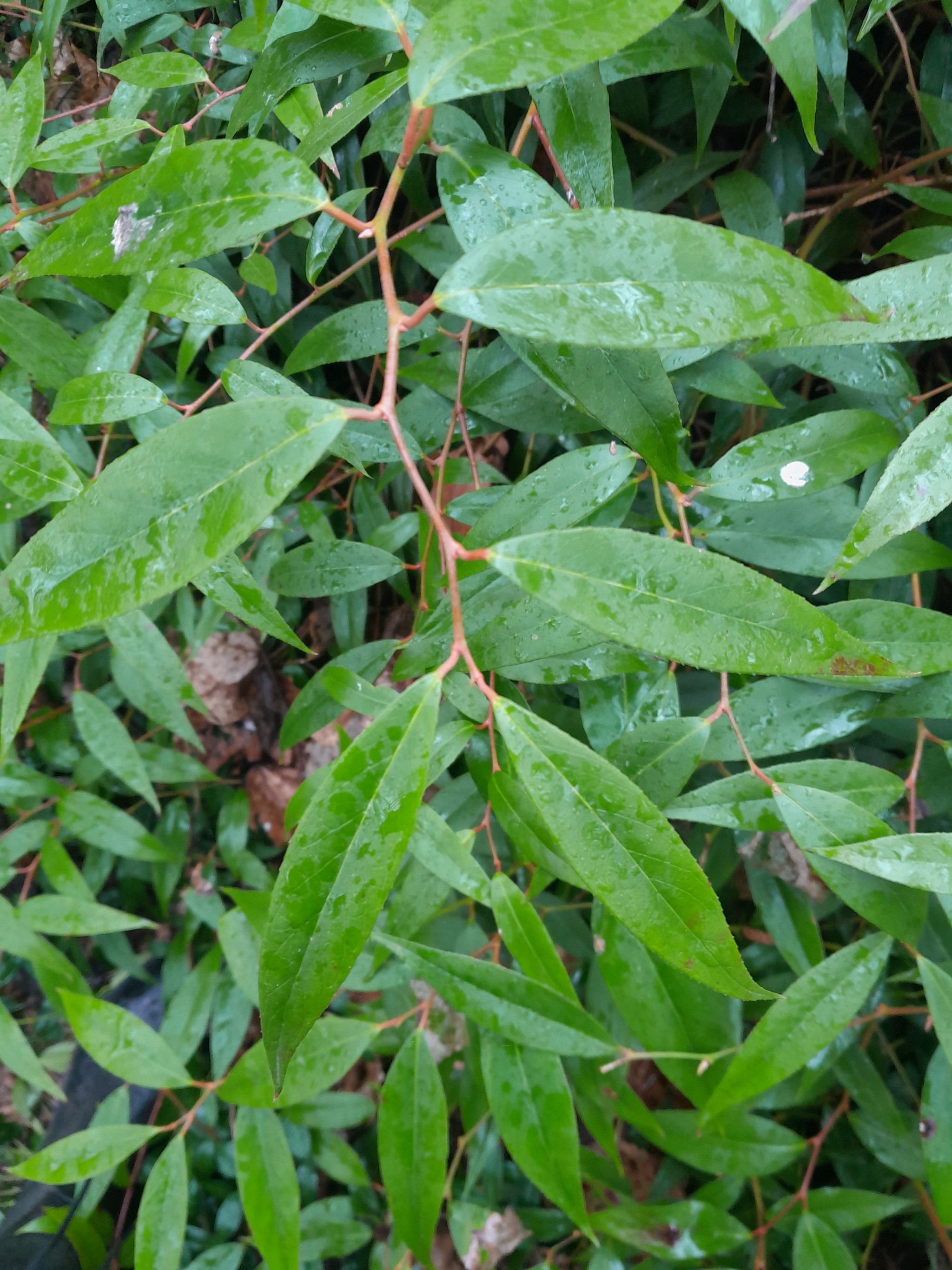 Leucothoë axillaris (drooping leucothoe)