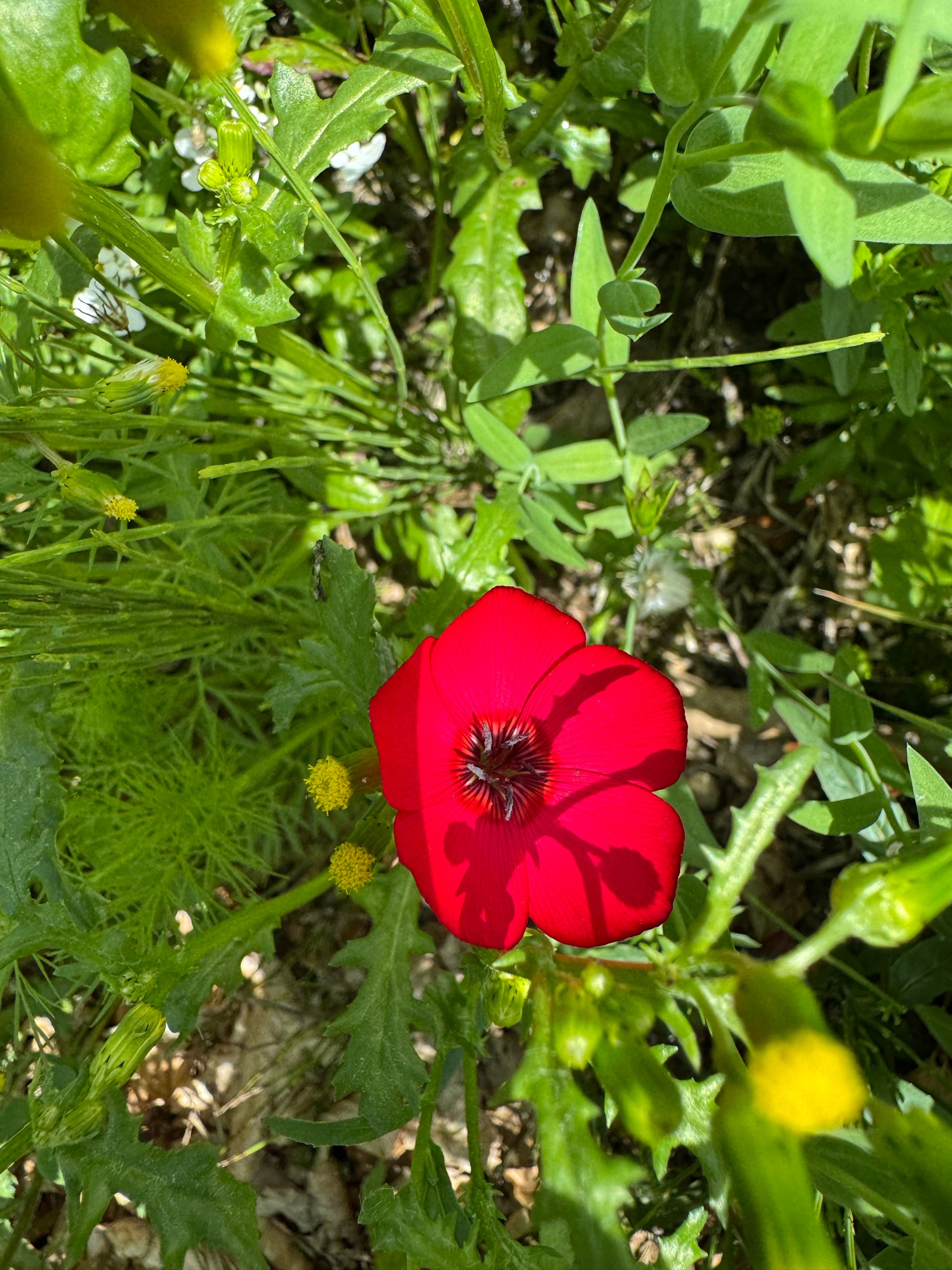 Linum grandiflorum (Scarlet Flax) (alternate view 14)
