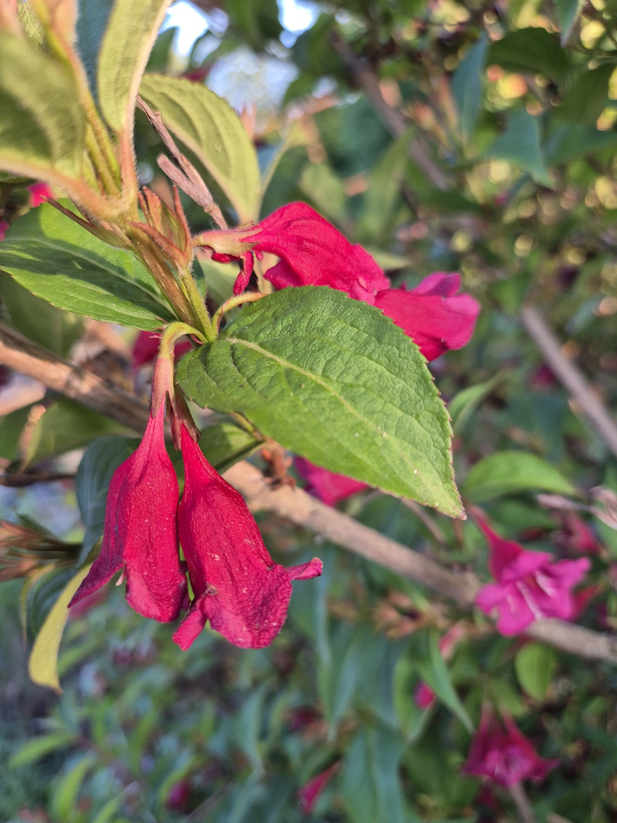 Weigela florida (weigela) (alternate view 12)