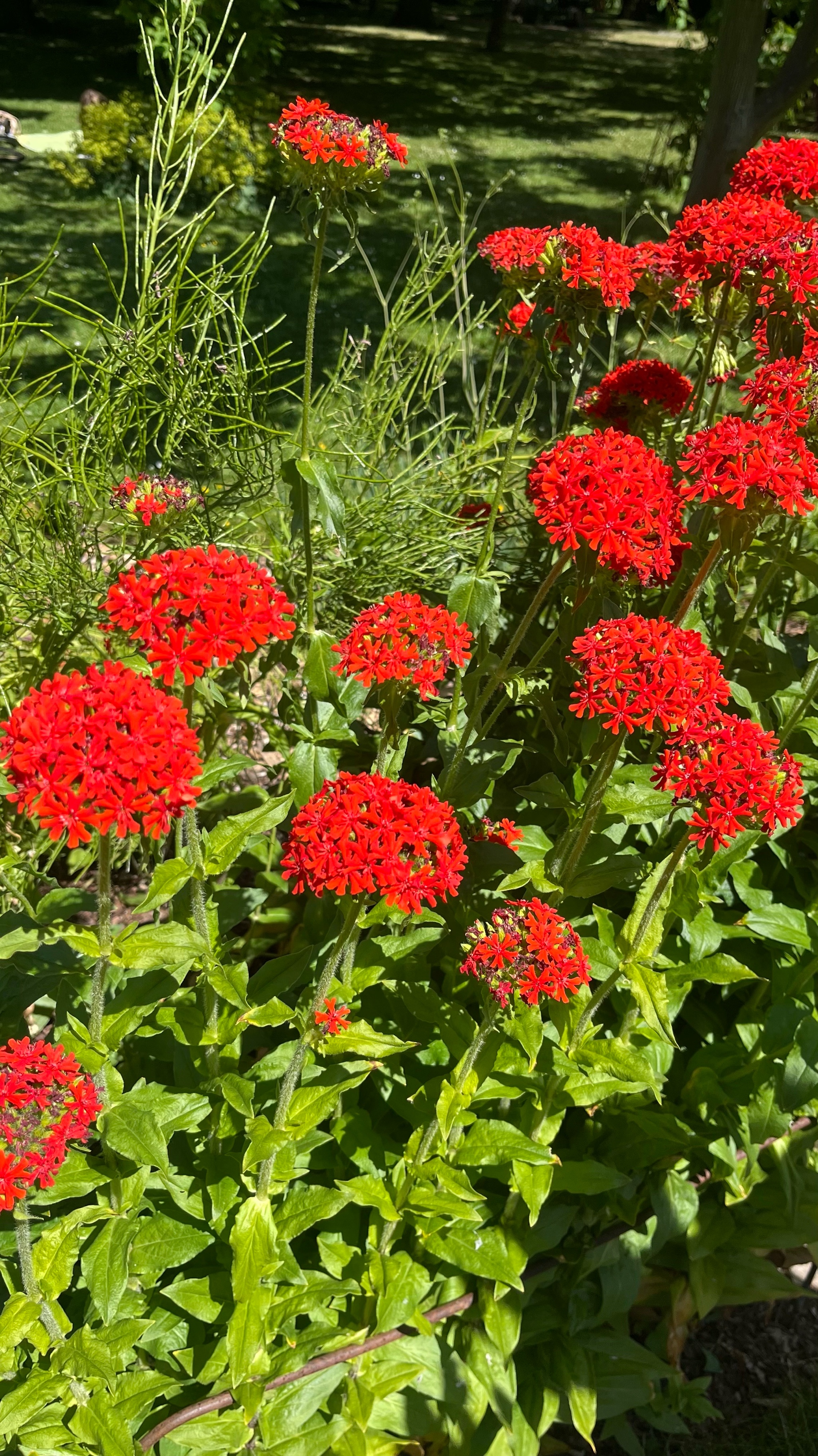 Lychnis chalcedonica (Maltese cross) (alternate view 5)