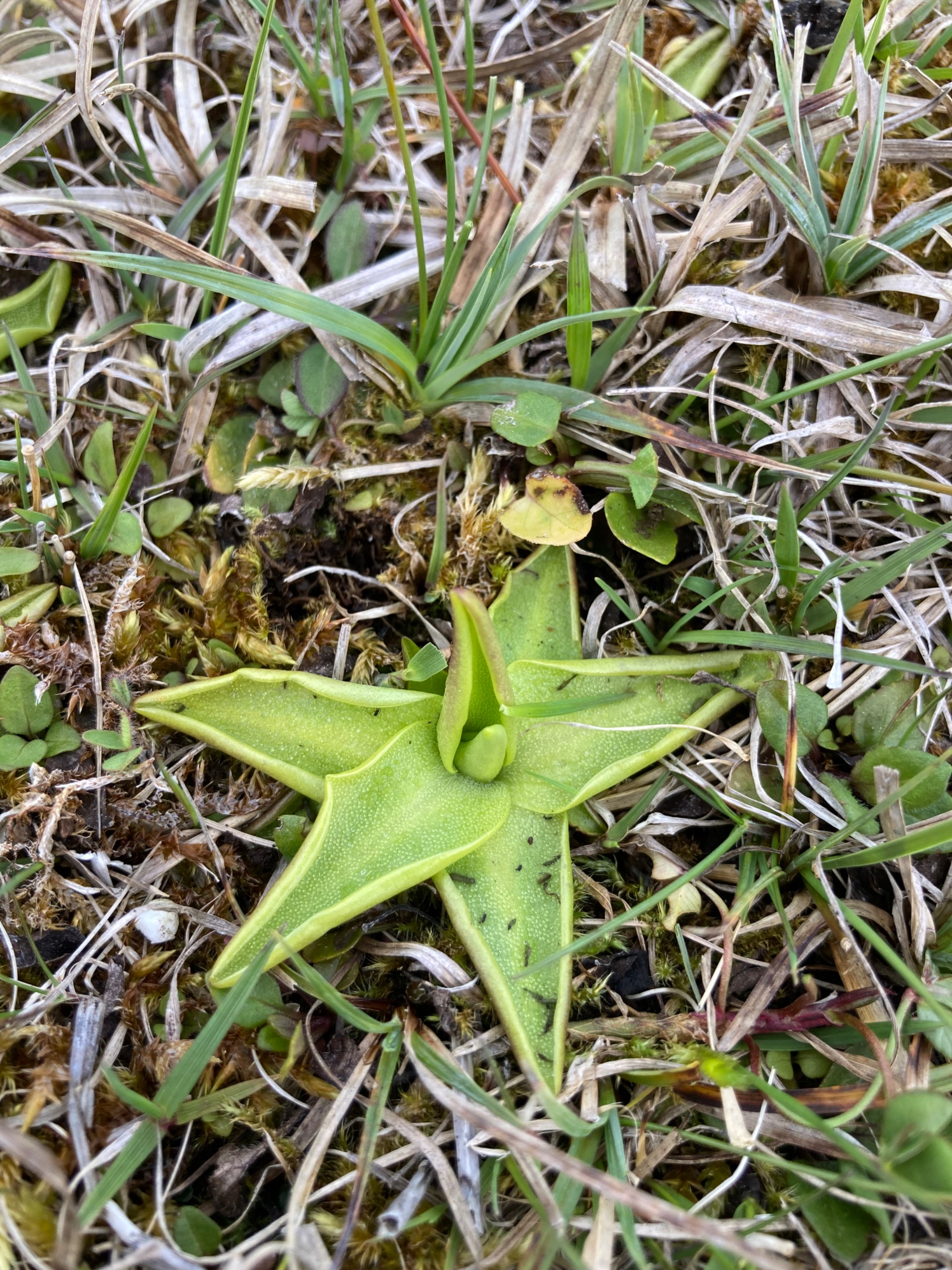 Pinguicula vulgaris (Common Butterwort) (alternate view 13)