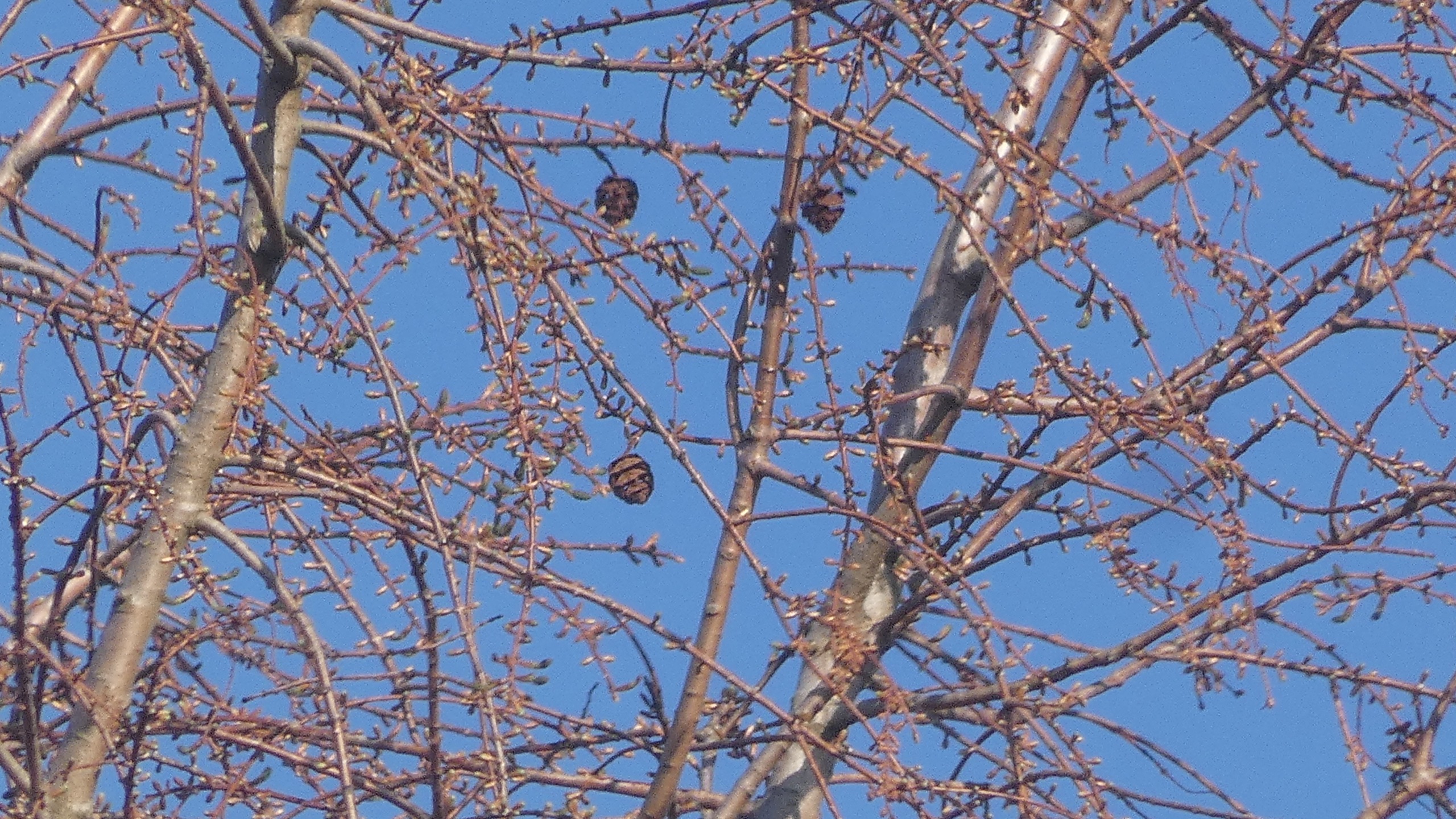 Metasequoia glyptostroboides (dawn redwood) (alternate view 2)