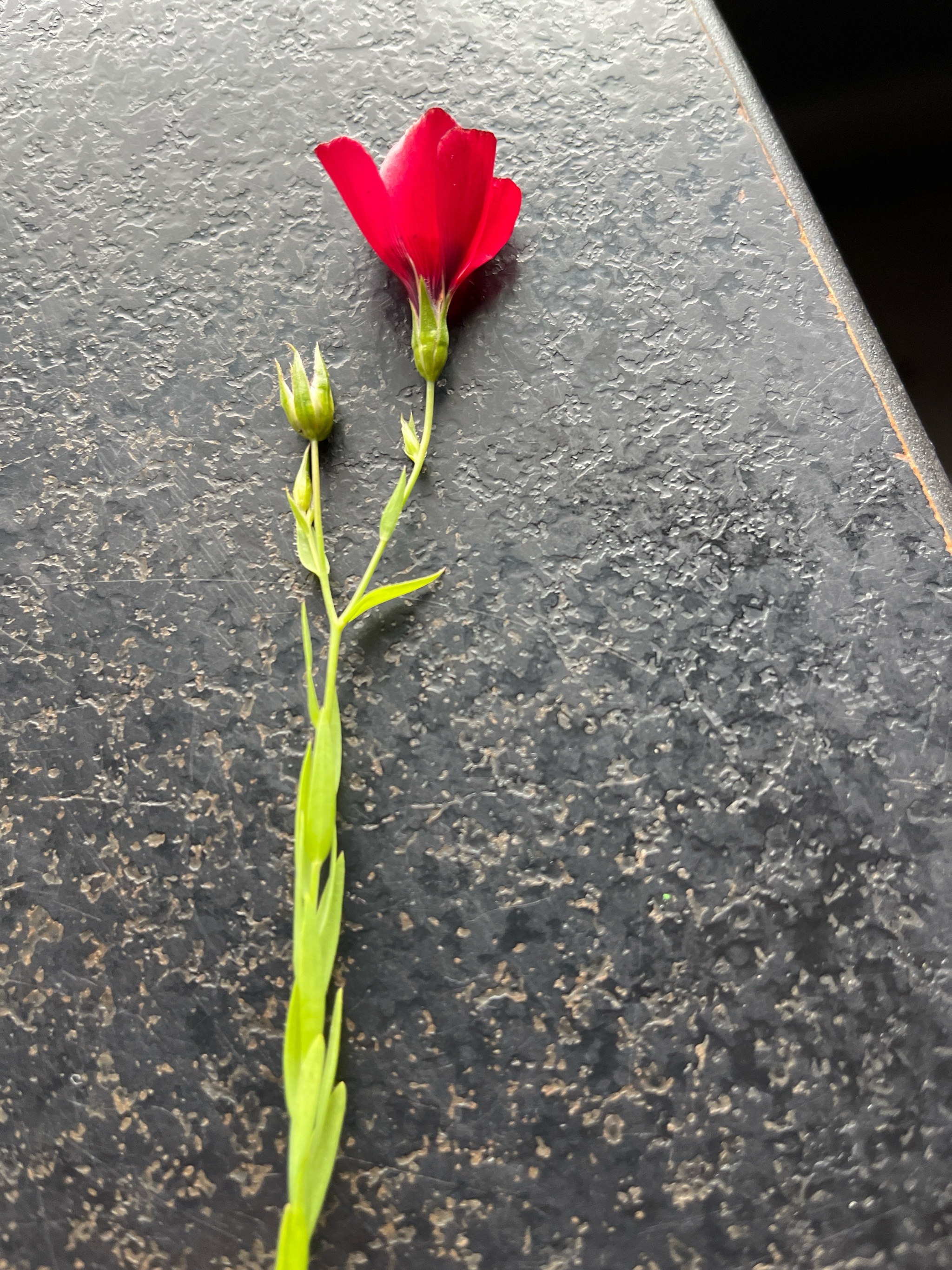 Linum grandiflorum (Scarlet Flax) (alternate view 15)