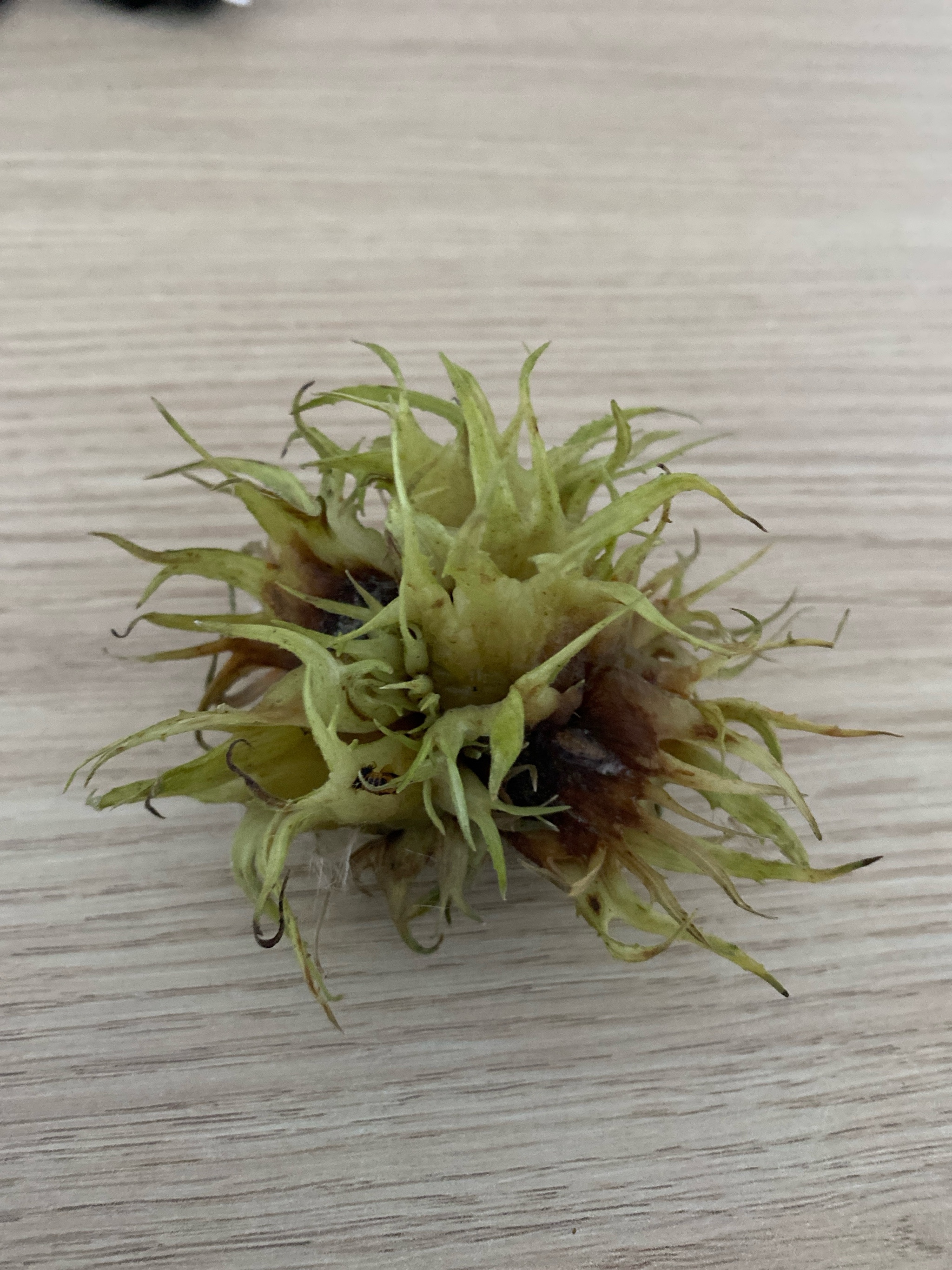 Corylus colurna (Turkish Hazelnut) (alternate view 15)