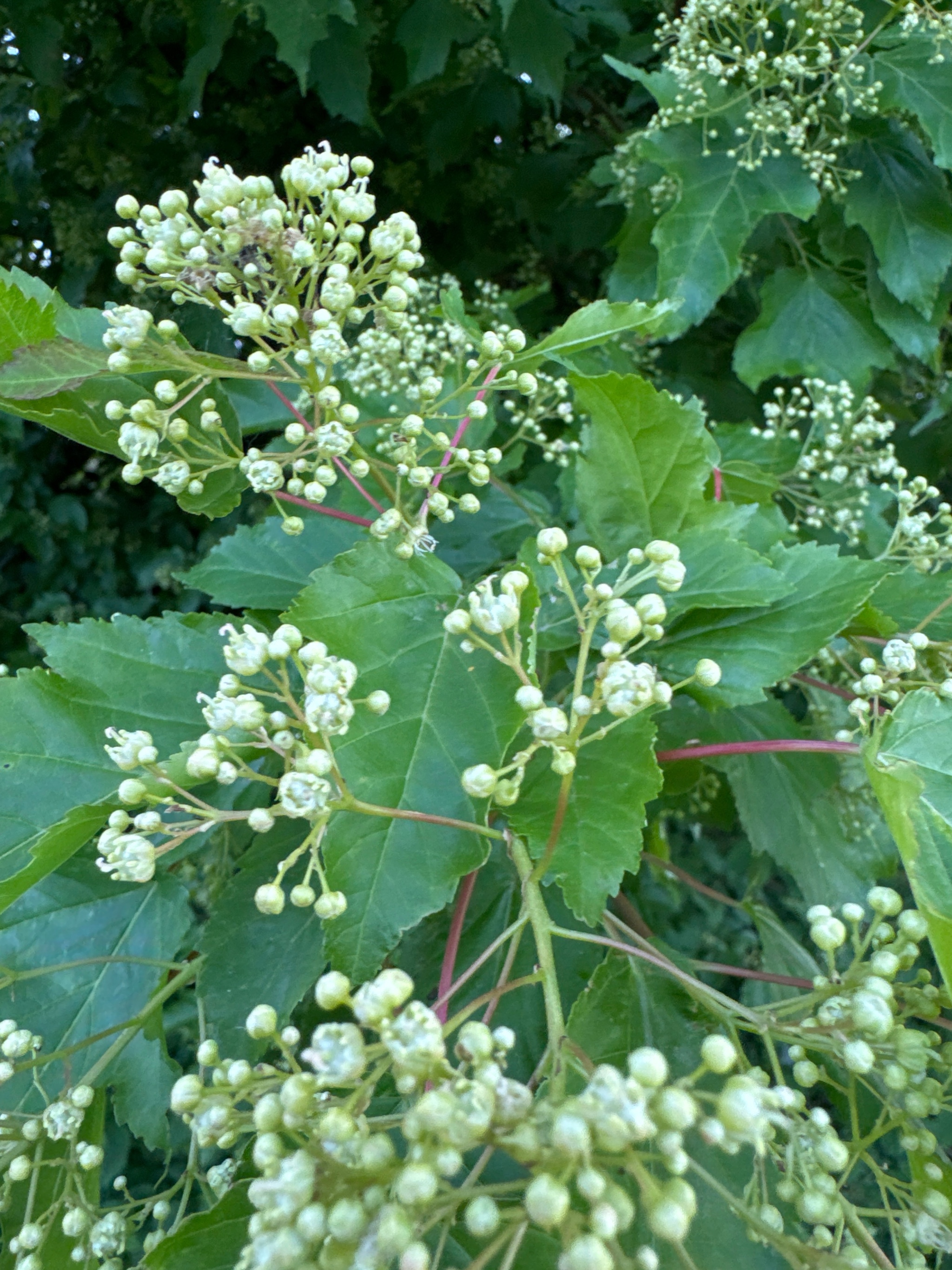 Acer tataricum subsp. ginnala (Amur maple) (alternate view 2)
