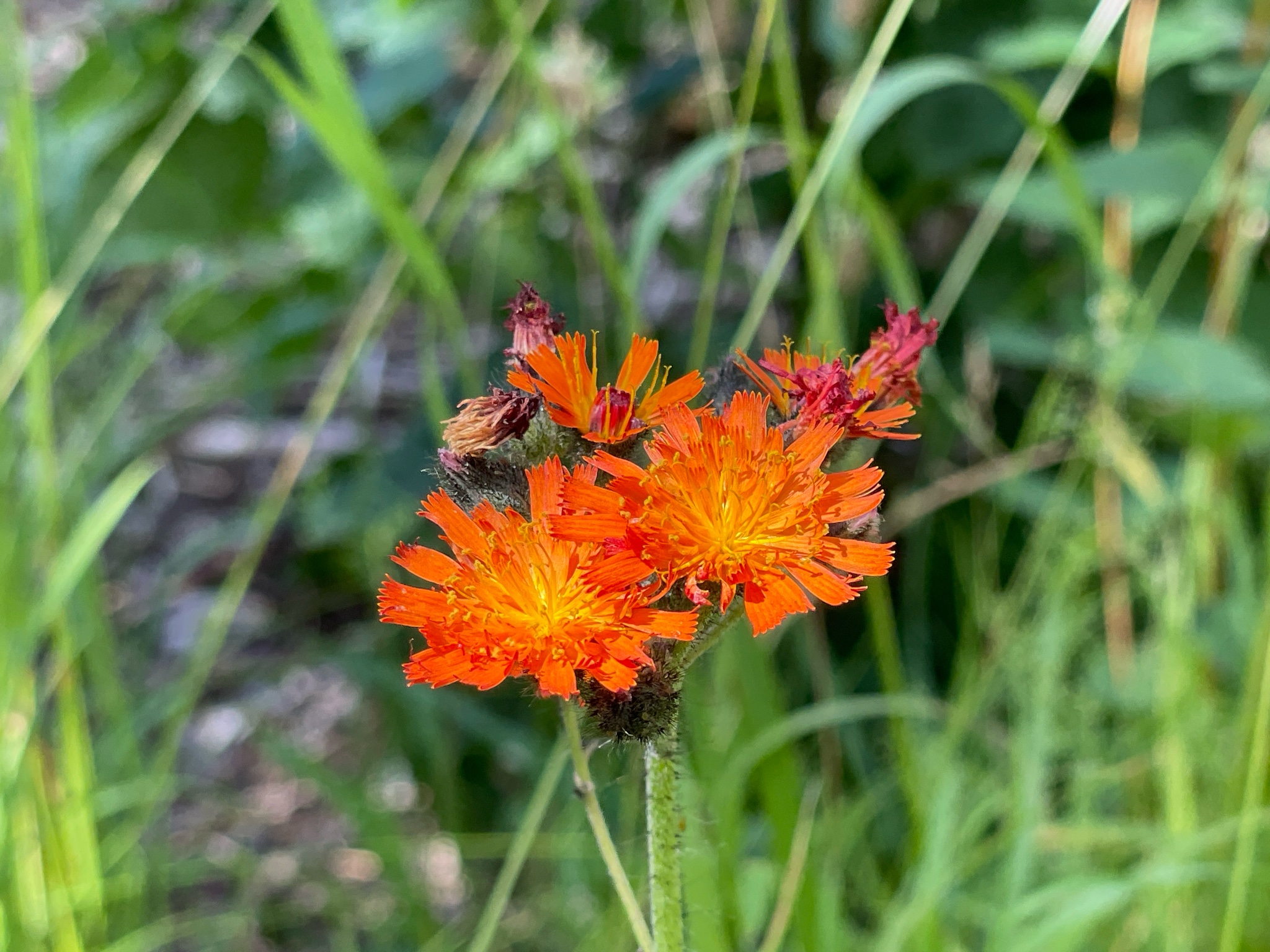 Hieracium aurantiacum (orange hawkweed) (alternate view 2)
