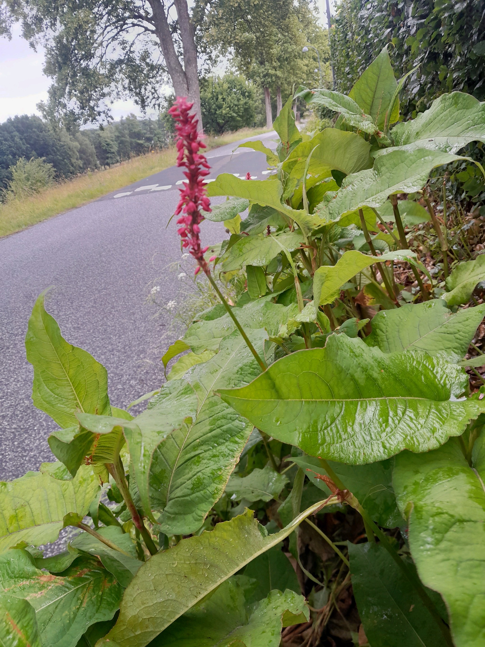 Bistorta amplexicaulis (red bistort) (alternate view 14)