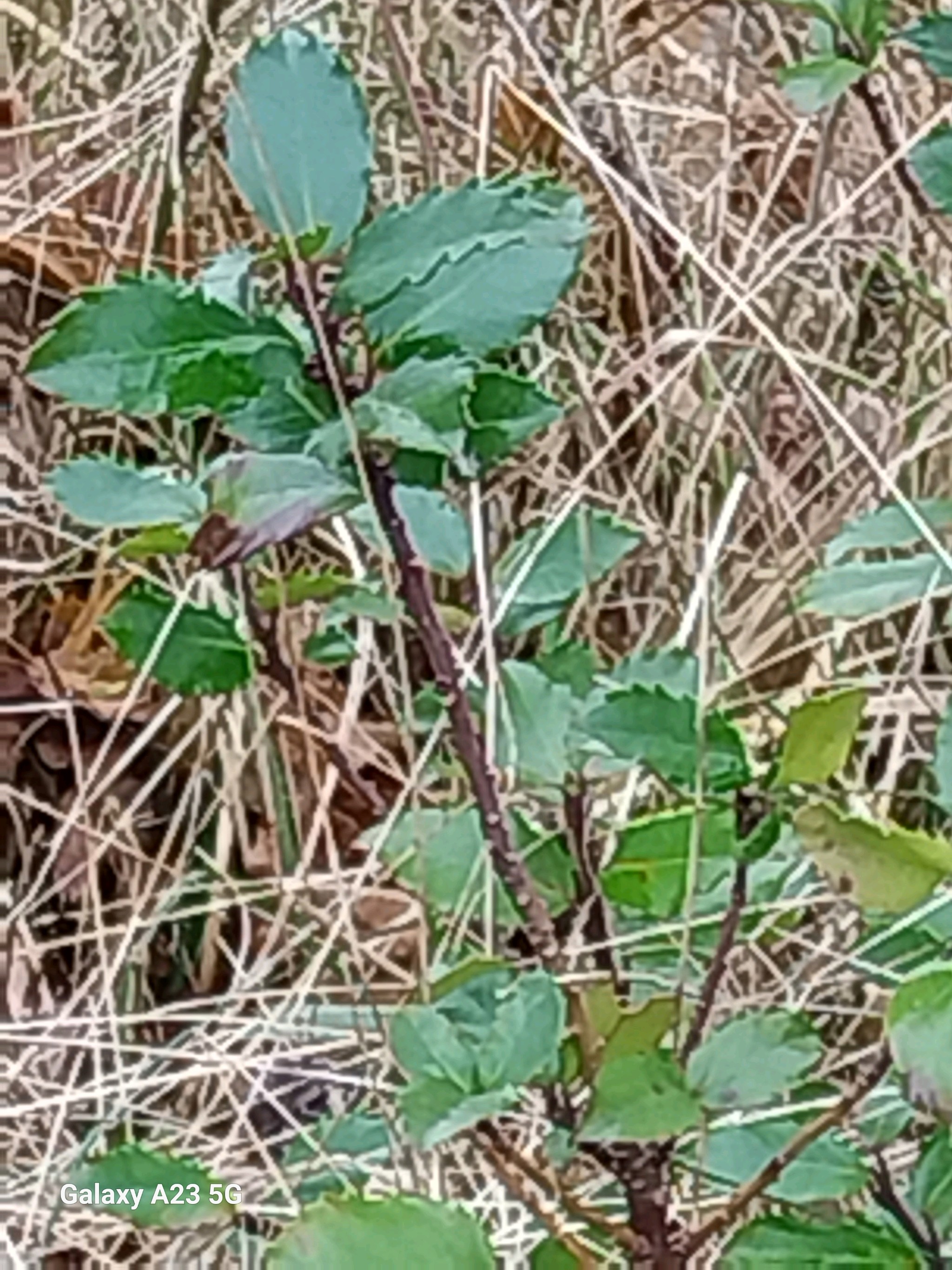 Ilex meserveae (Meserve Holly) (alternate view 13)