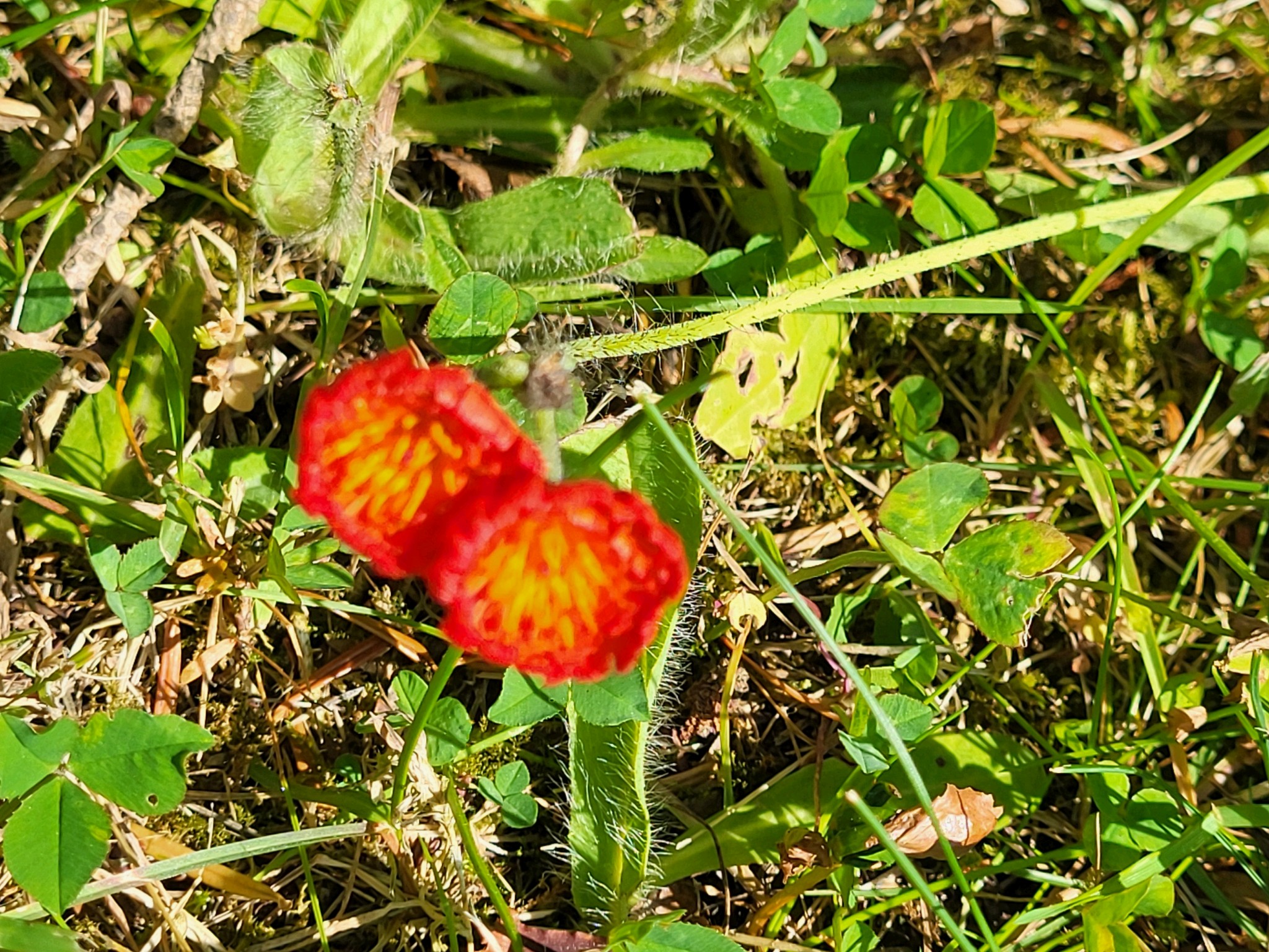 Hieracium aurantiacum (orange hawkweed)