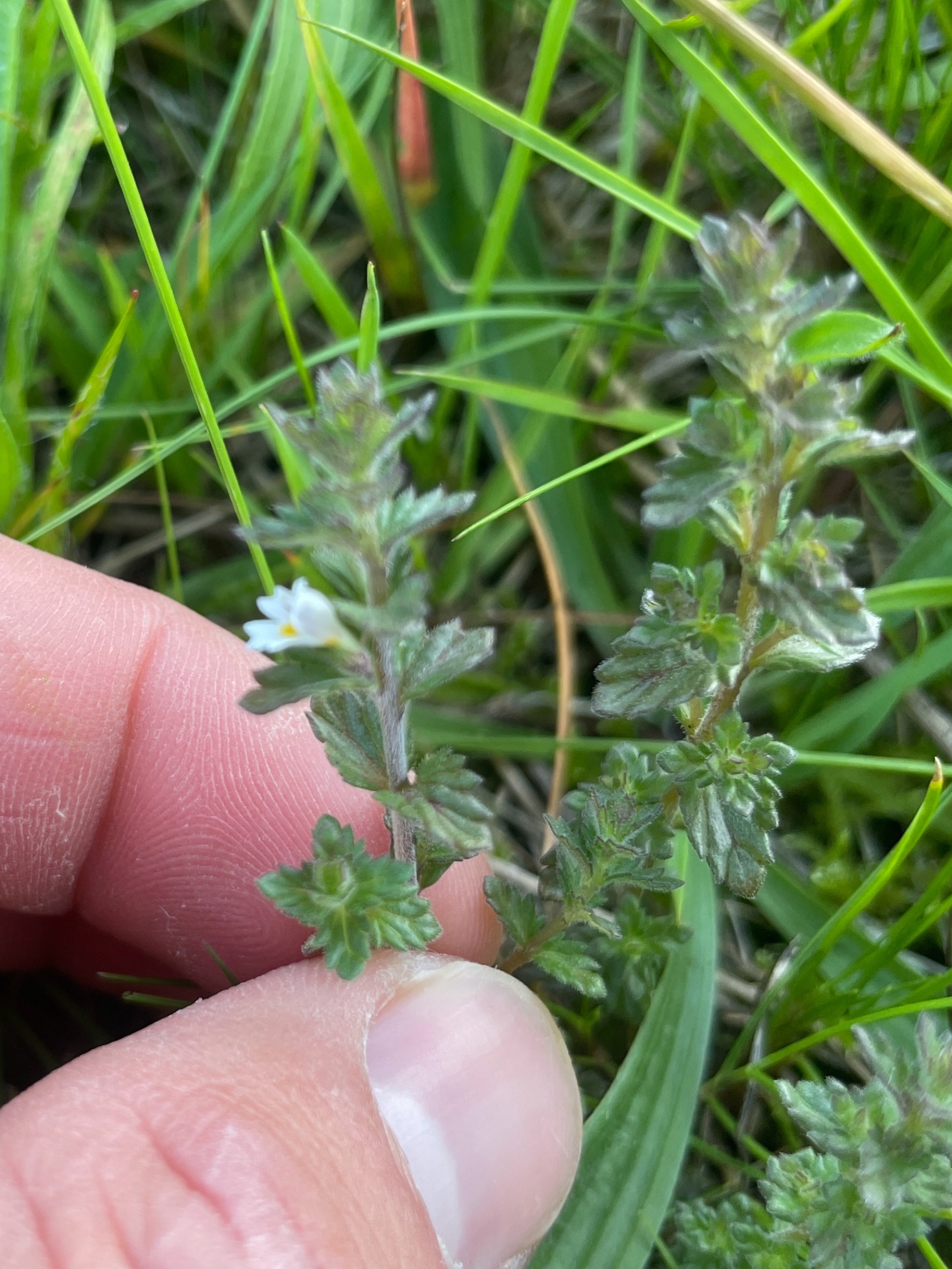 Euphrasia nemorosa (Common Eyebright) (alternate view 13)