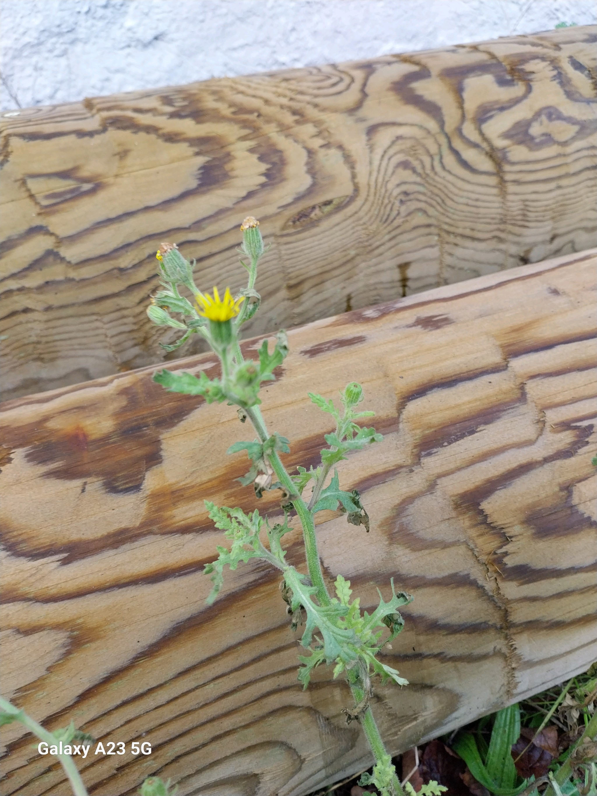 Senecio viscosus (Sticky Groundsel) (alternate view 12)