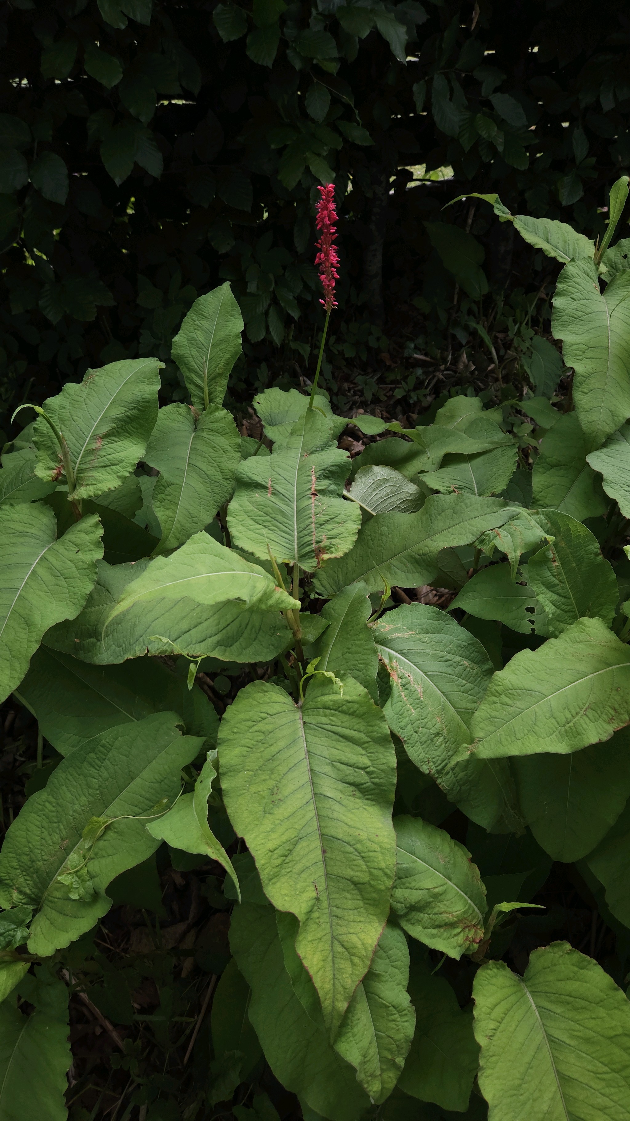 Bistorta amplexicaulis (red bistort) (alternate view 13)