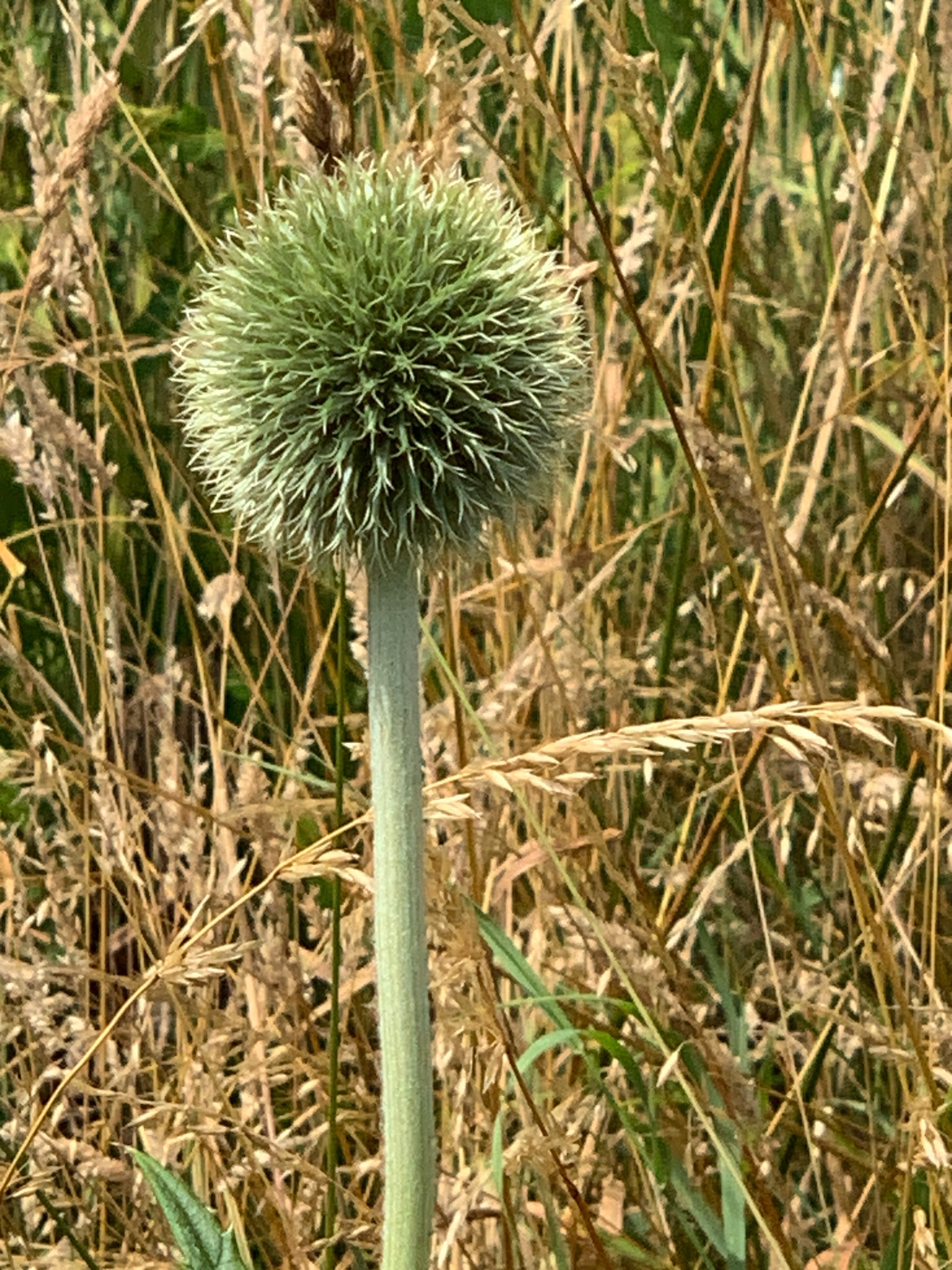Echinops exaltatus (Russian Globe Thistle) (alternate view 12)