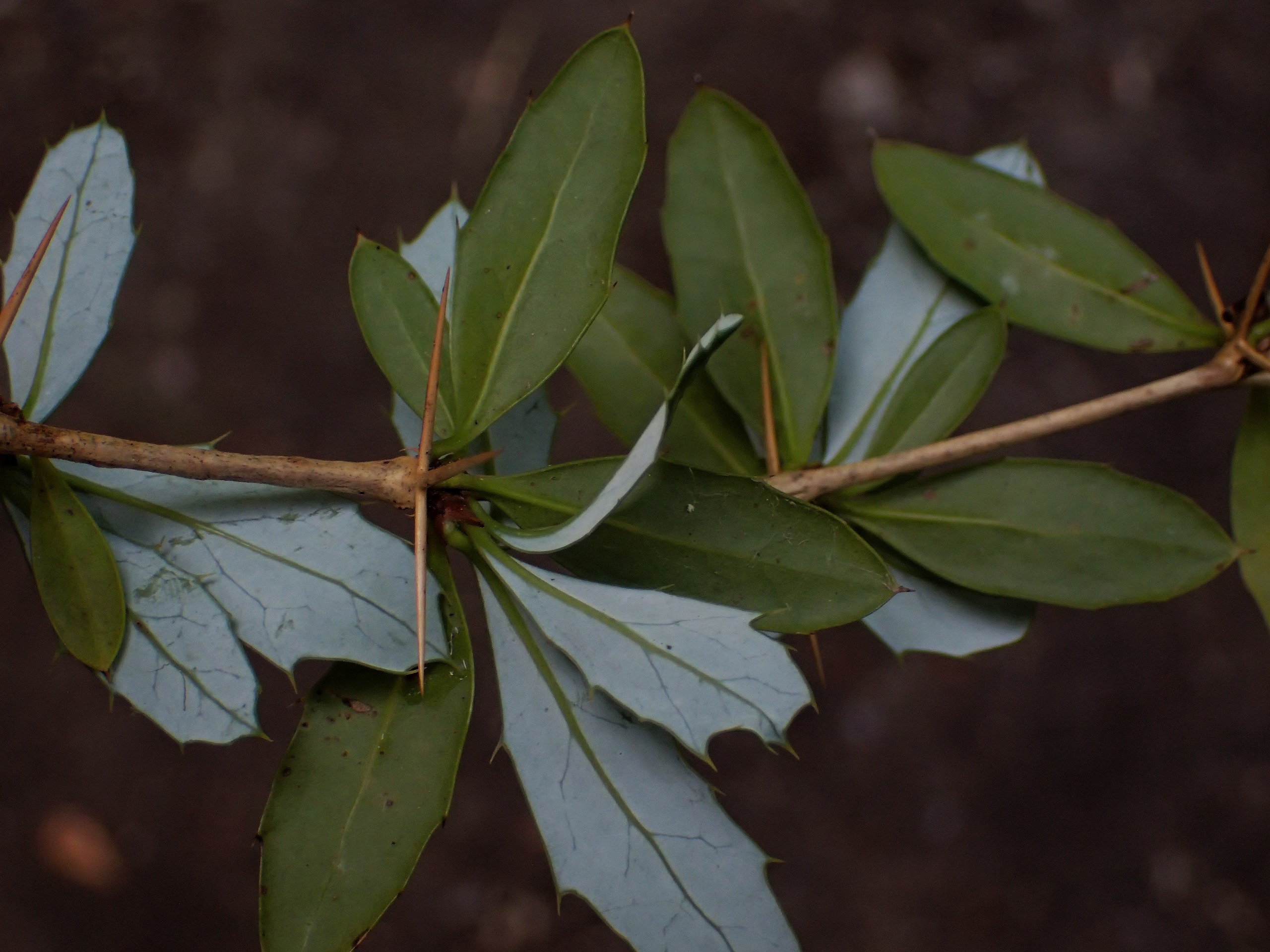 Berberis candidula (Paleleaf Barberry) (alternate view 4)