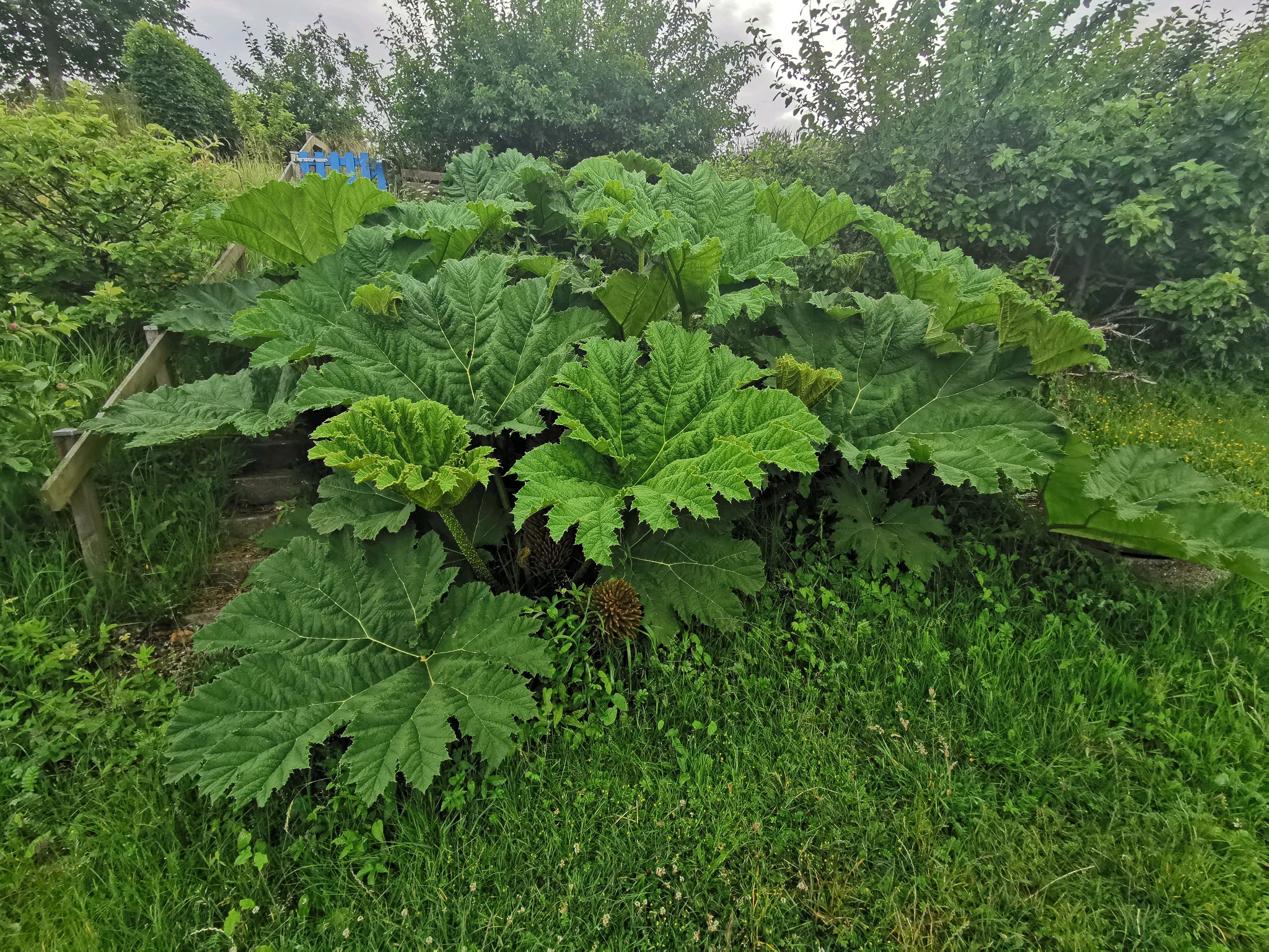 Gunnera manicata (gunnera) (alternate view 12)