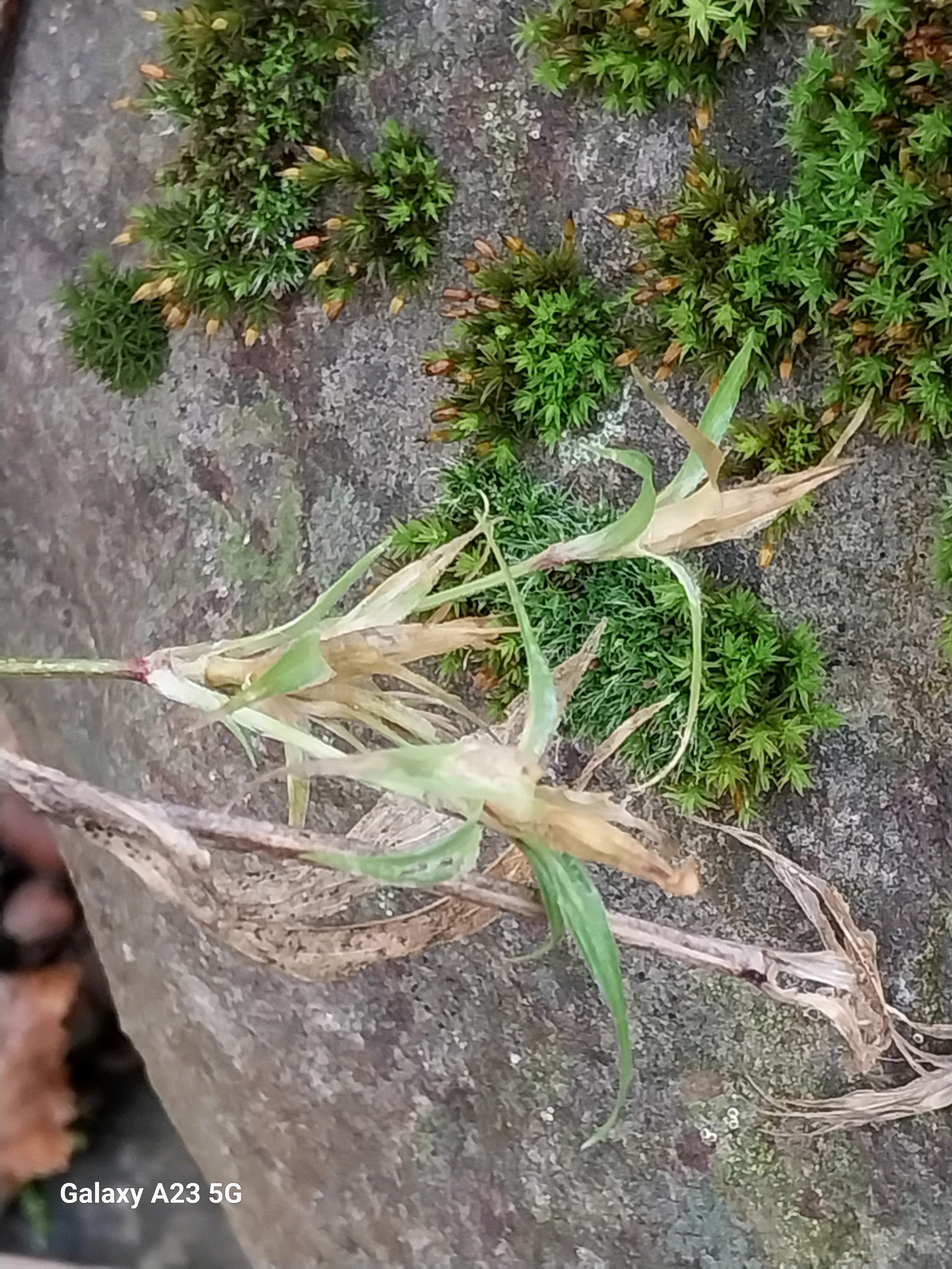Dianthus barbatus (sweet William) (alternate view 12)