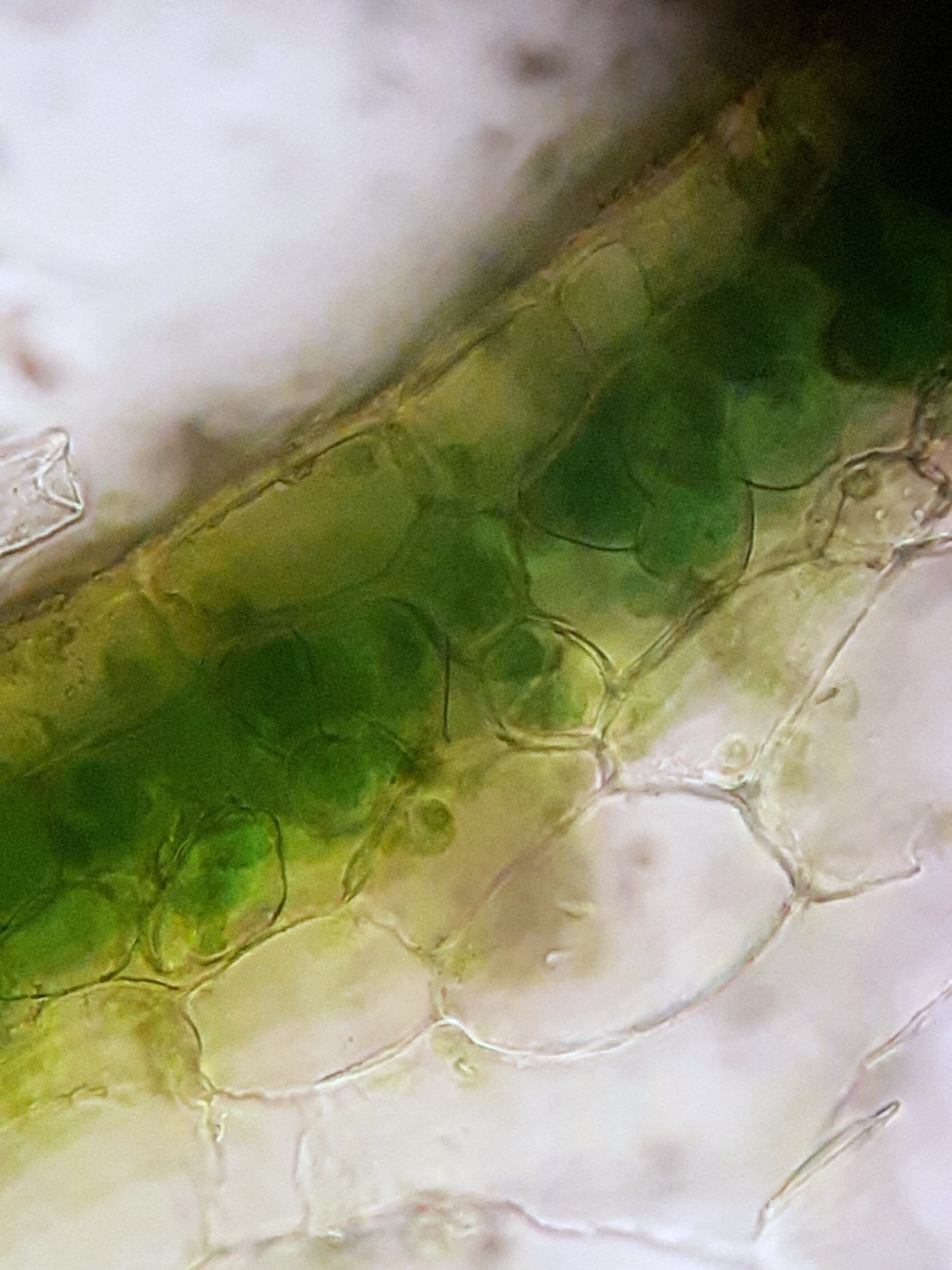 Conocephalum conicum (Great Scented Liverwort) (alternate view 13)