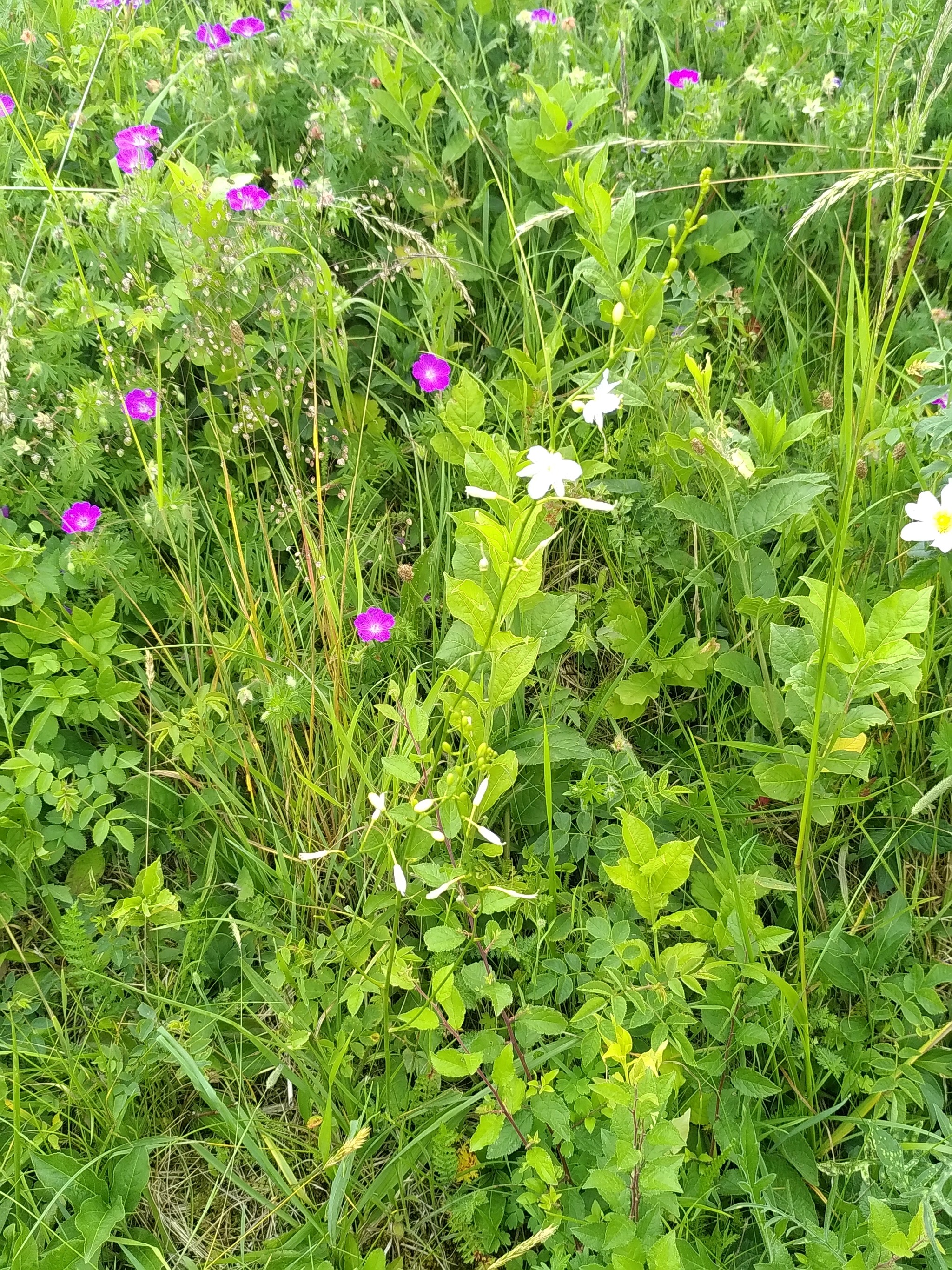 Anthericum ramosum (alternate view 2)