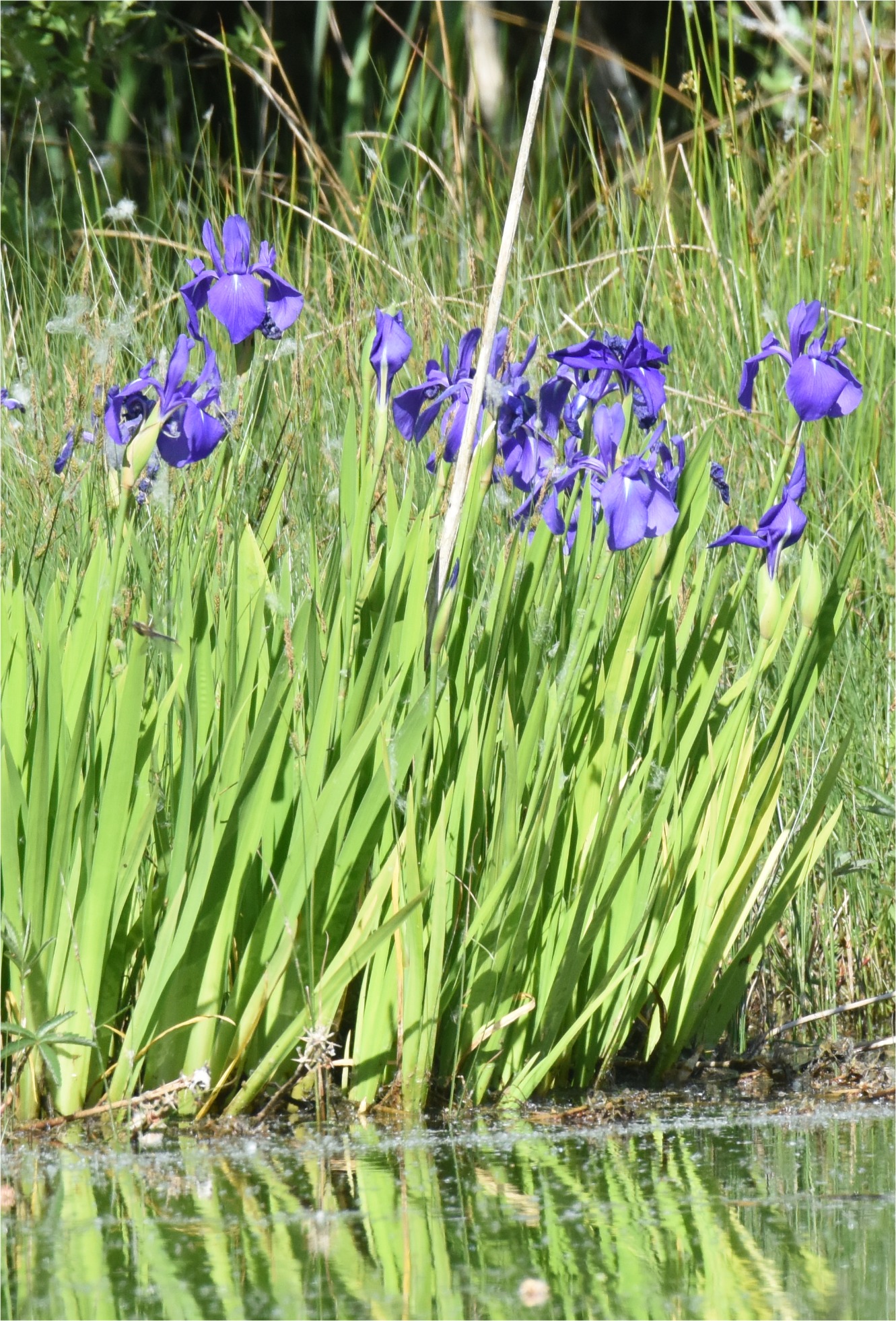 Iris laevigata (alternate view 2)