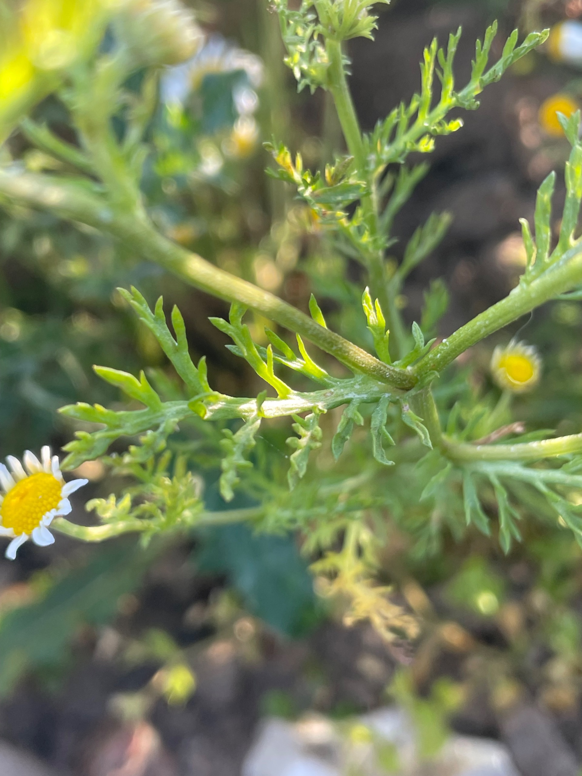 Anthemis cotula (chamomile) (alternate view 13)