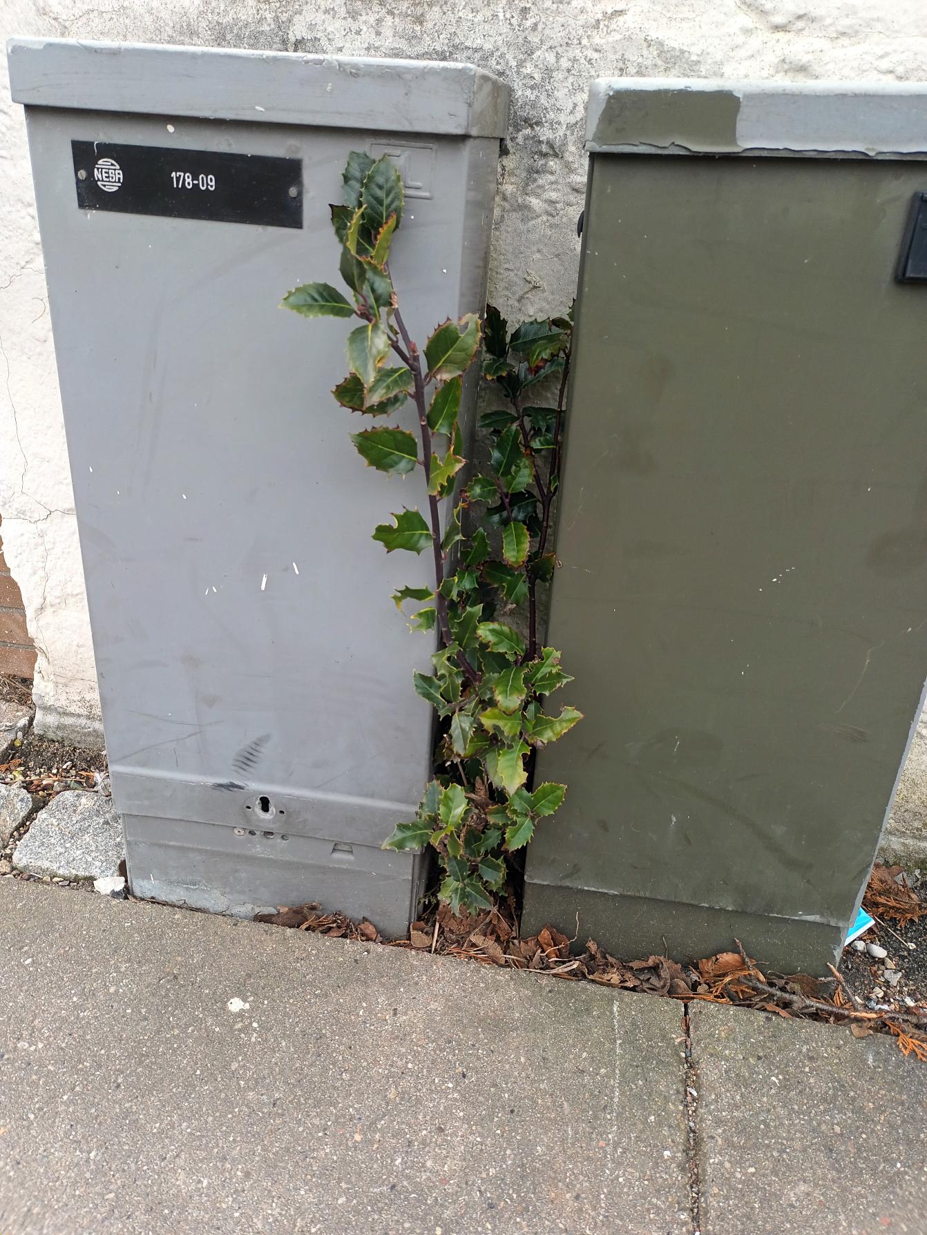 Ilex meserveae (Meserve Holly) (alternate view 11)