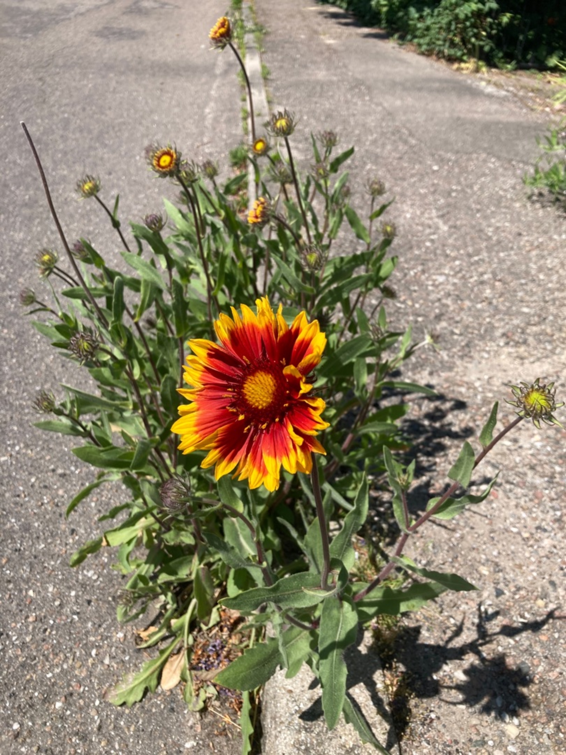 Gaillardia × grandiflora (Hybrid Blanketflower) (alternate view 2)