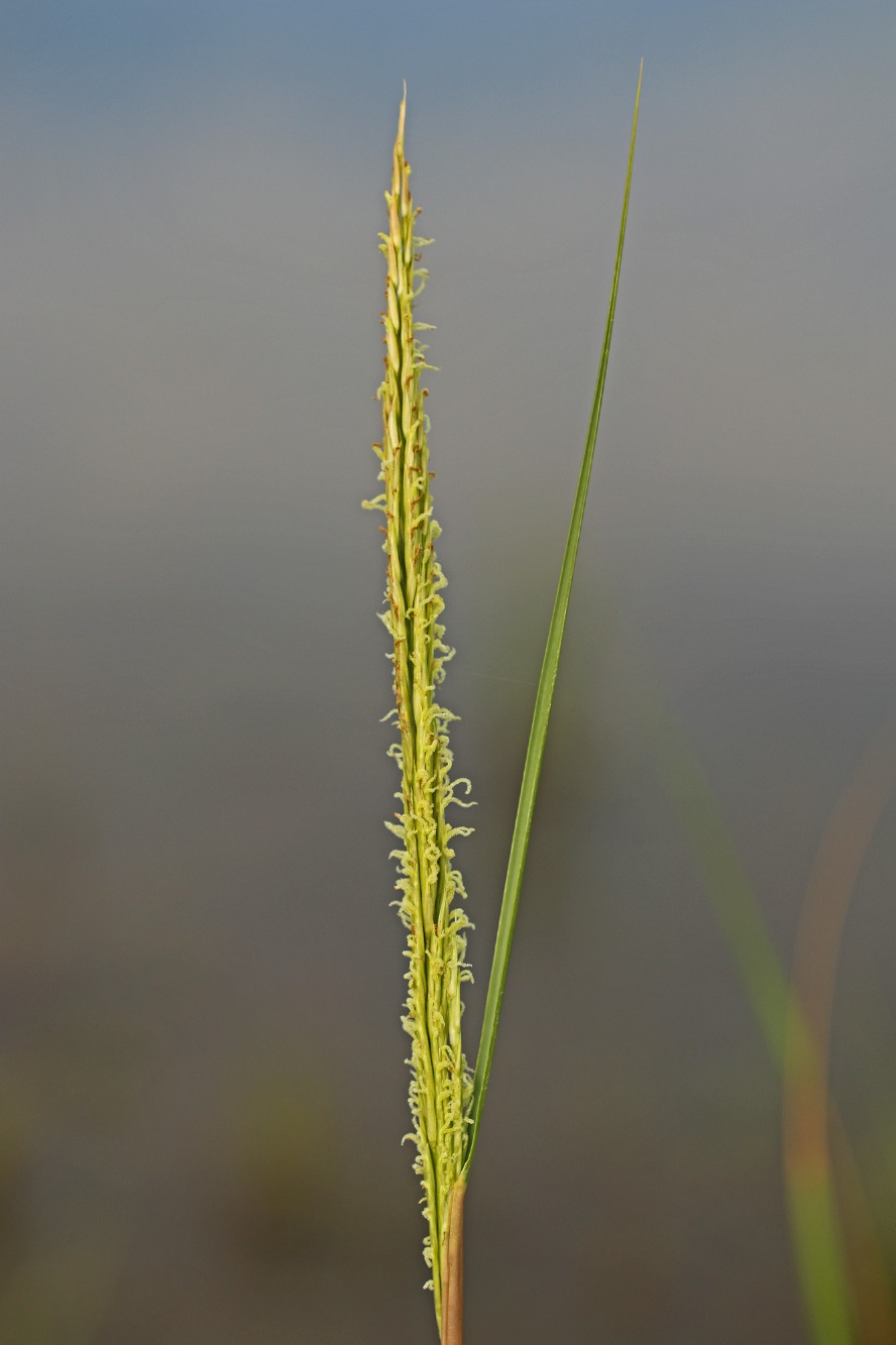 Sporobolus alterniflorus (Saltmarsh Cordgrass) (alternate view 11)