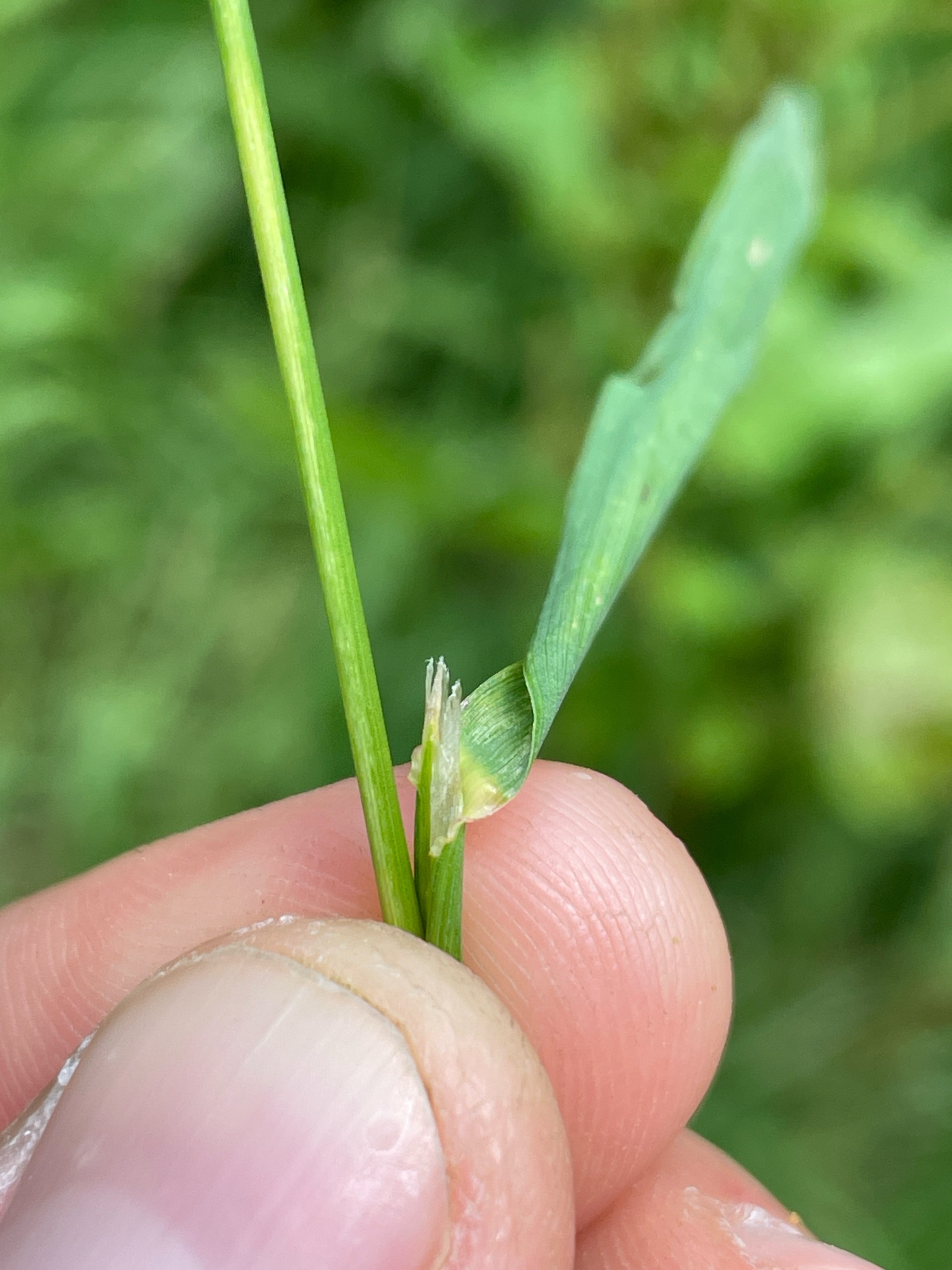 Agrostis gigantea (redtop)