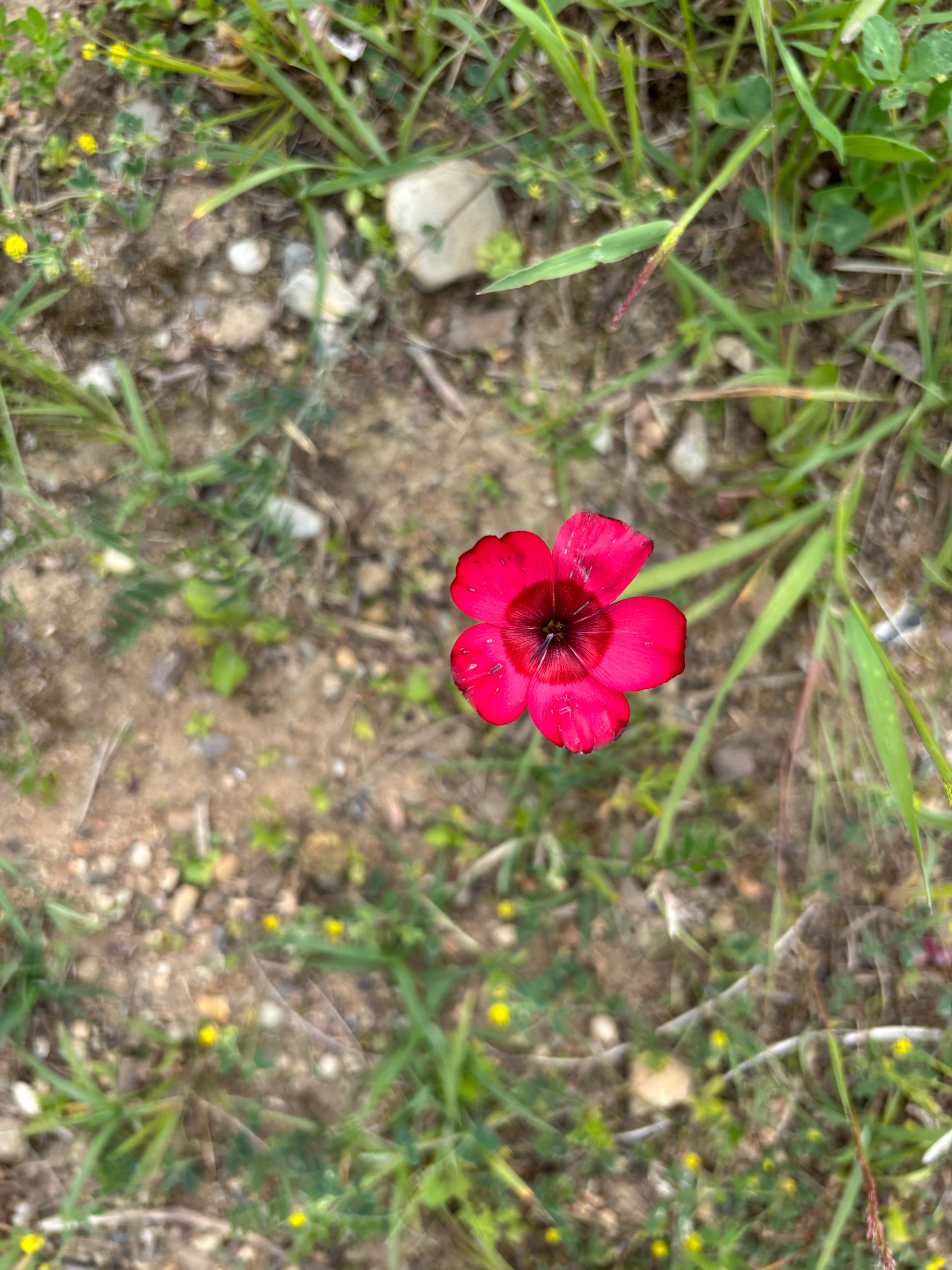 Linum grandiflorum (Scarlet Flax) (alternate view 13)