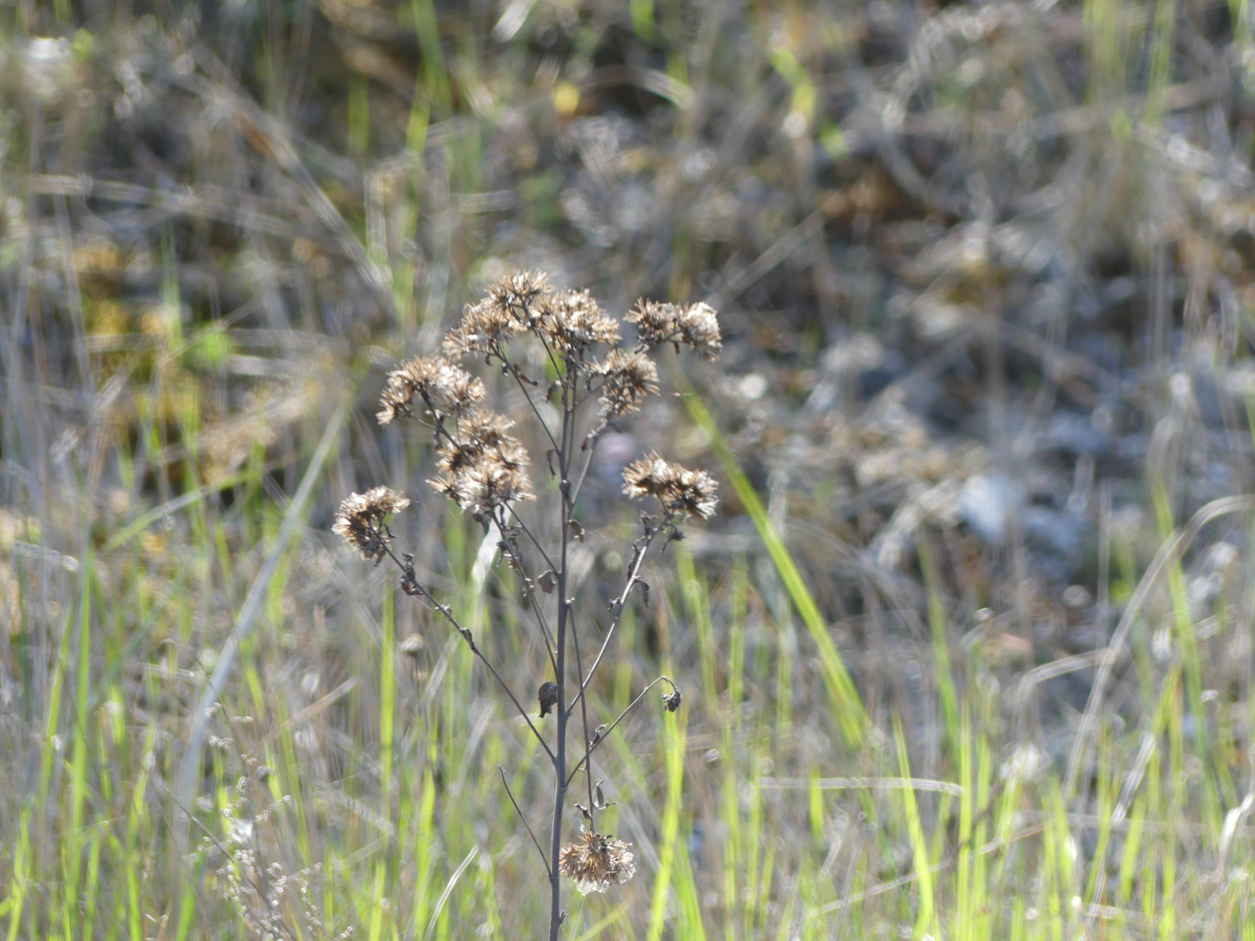 Pentanema squarrosum (Ploughman's-spikenard) (alternate view 12)