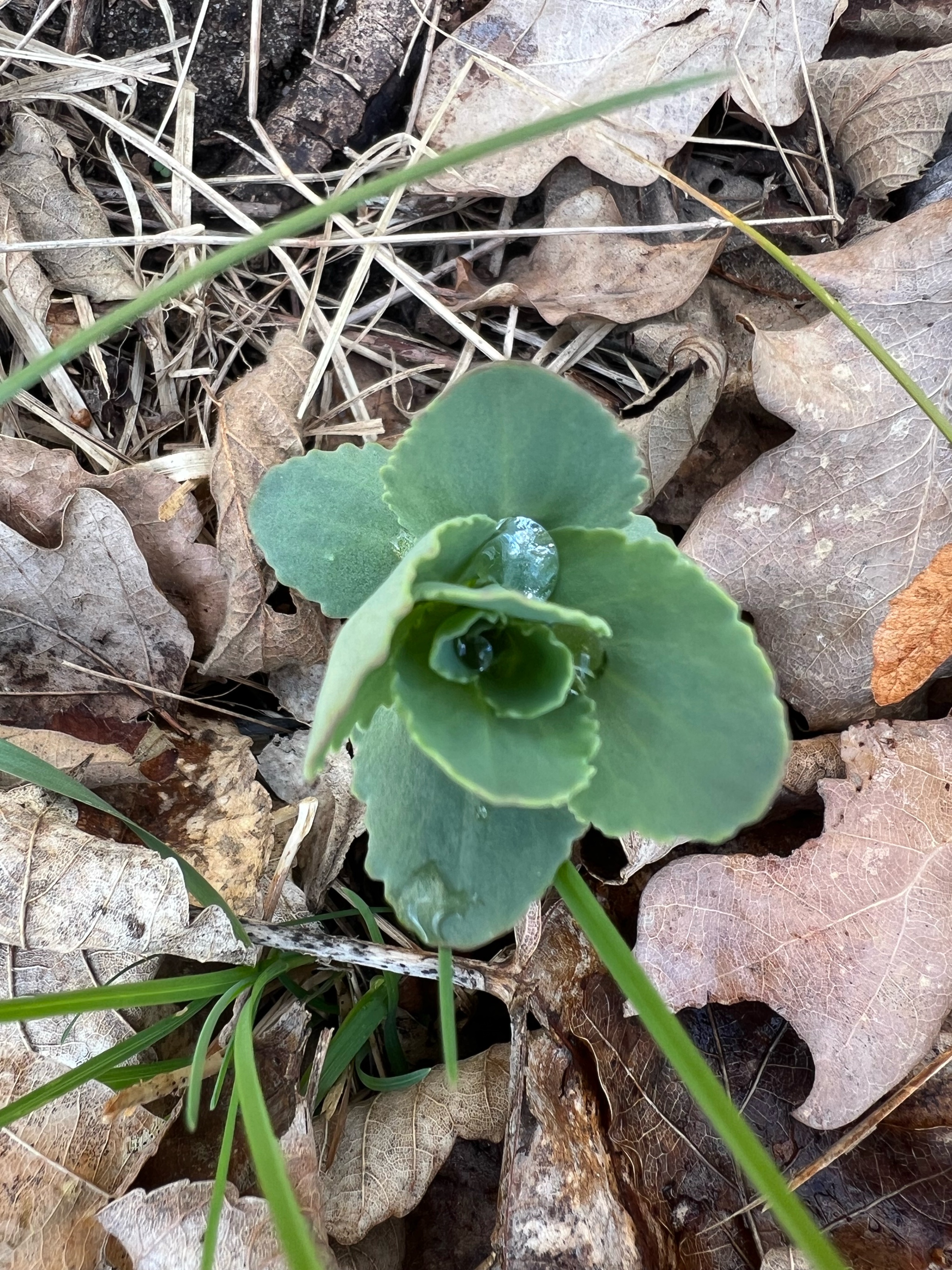 Hylotelephium telephium (Orpine) (alternate view 12)