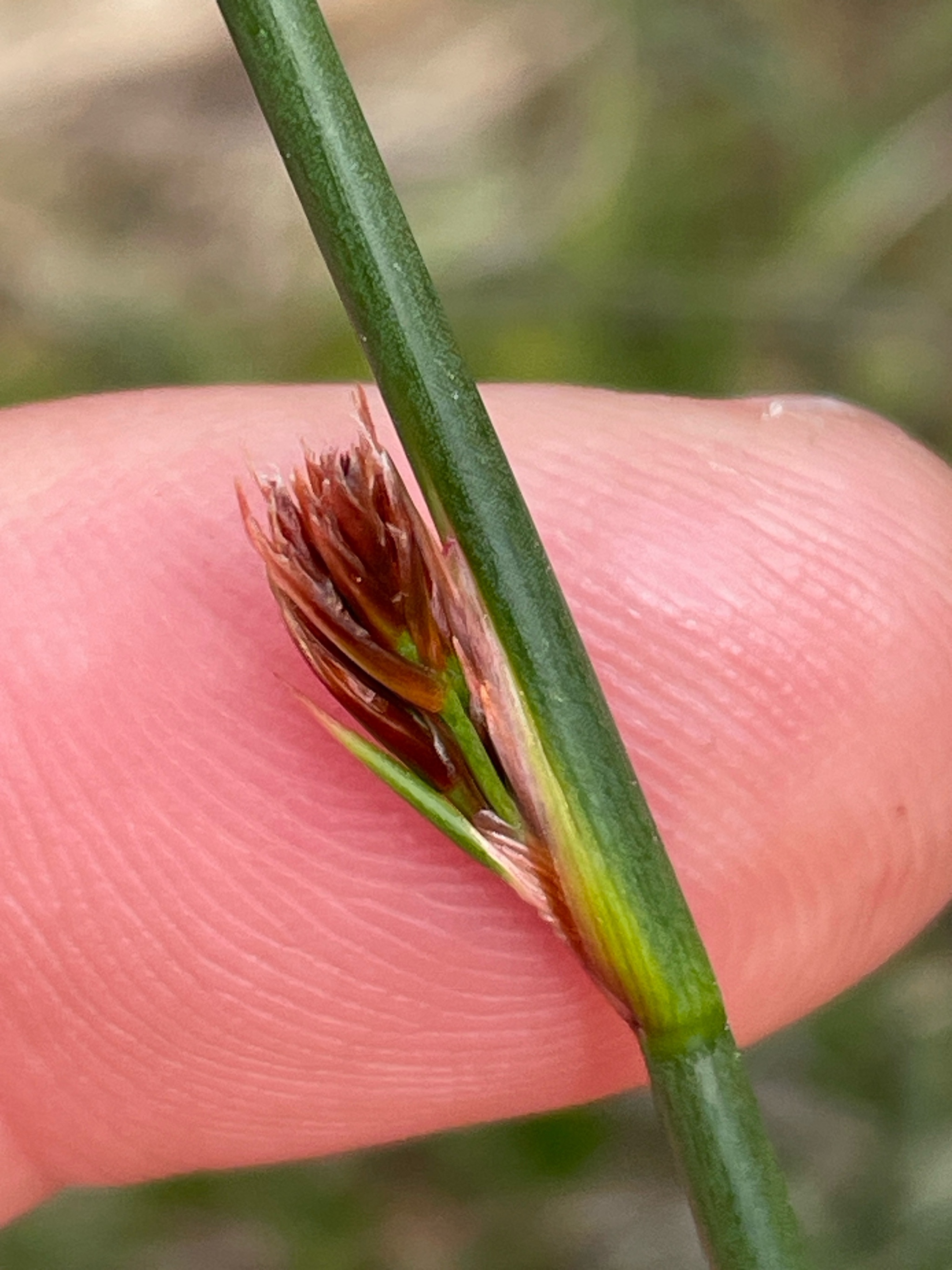 Juncus balticus (Baltic Rush) (alternate view 2)