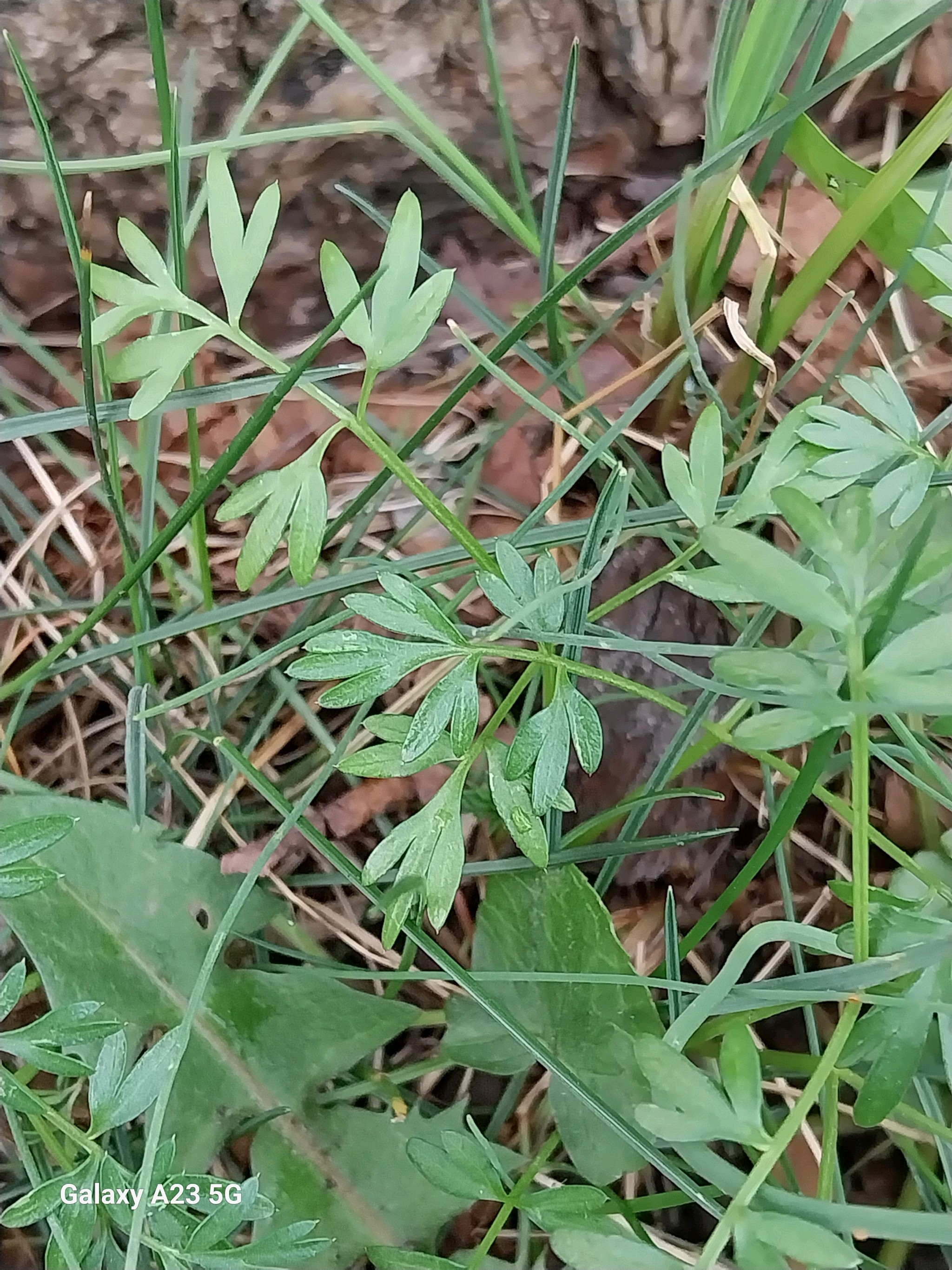 Bunium bulbocastanum (alternate view 3)