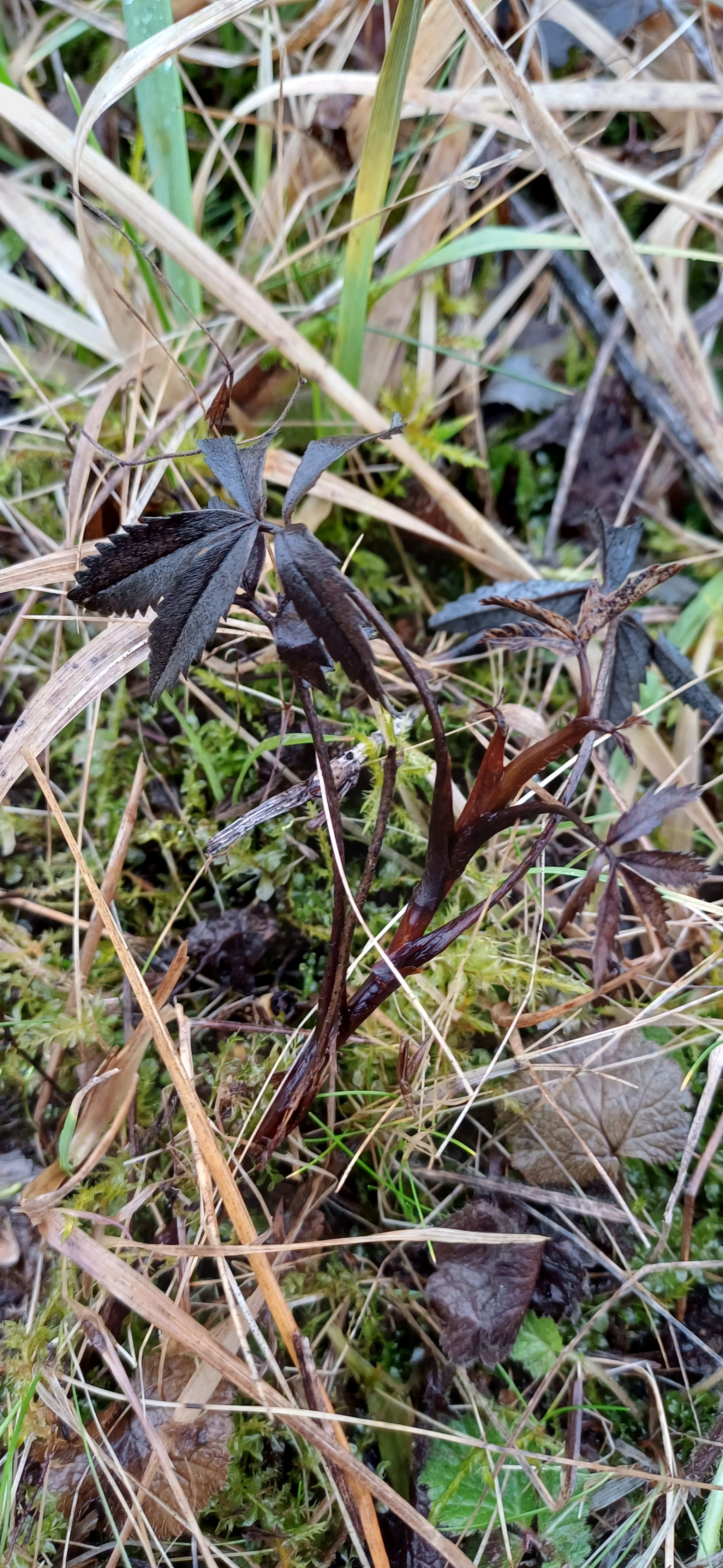 Comarum palustre (marsh cinquefoil) (alternate view 13)