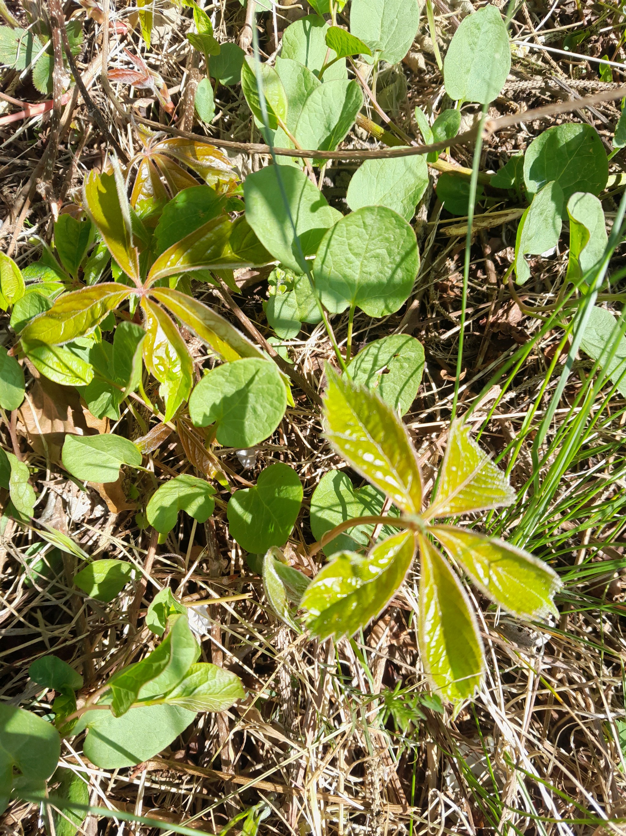 Parthenocissus inserta (thicket creeper) (alternate view 12)