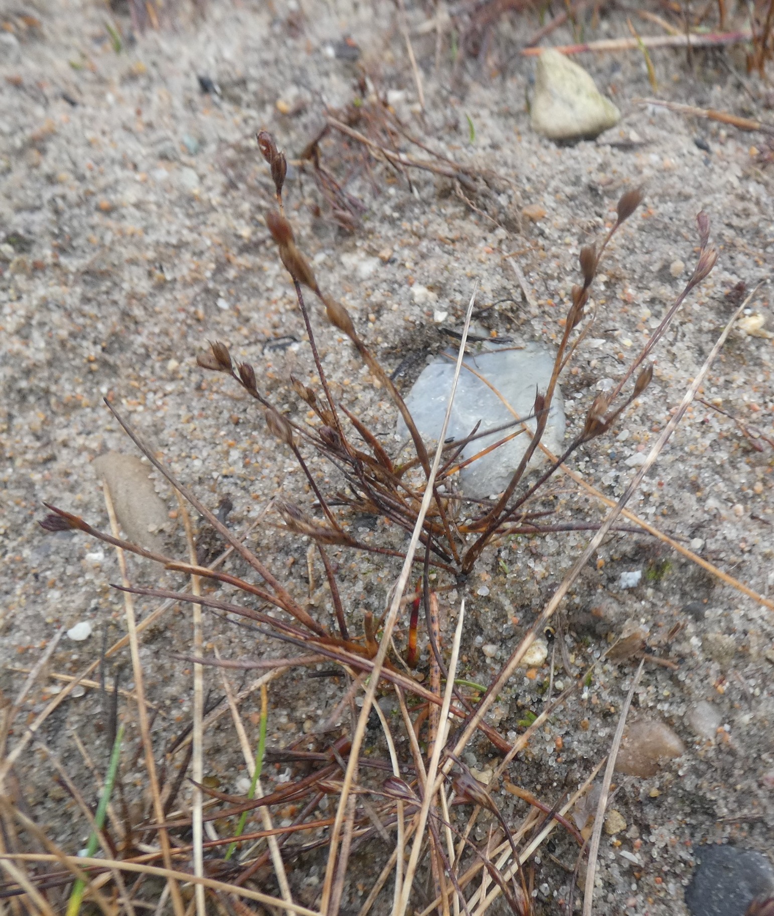 Juncus bufonius (Toad rush) (alternate view 11)