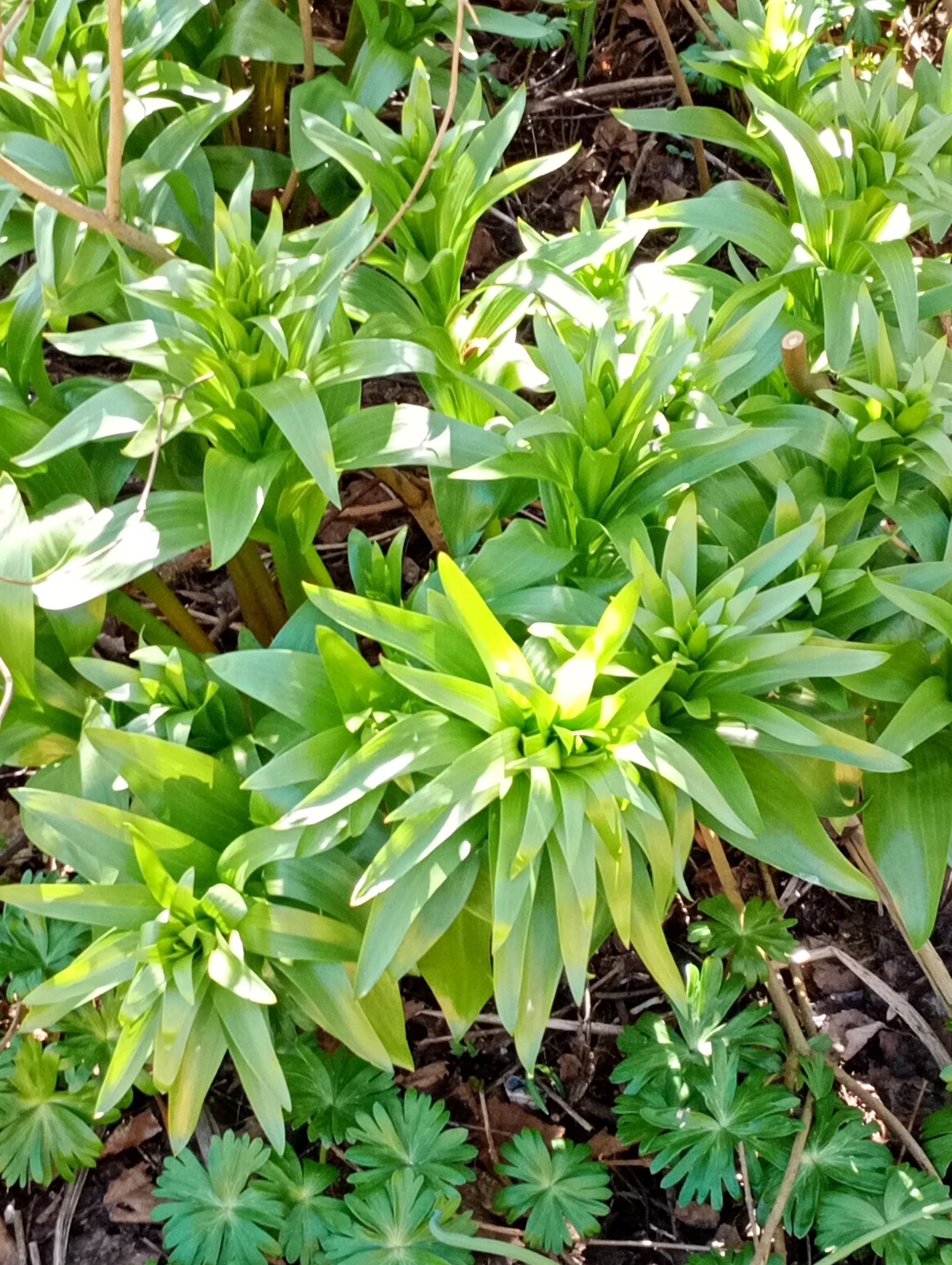 Fritillaria imperialis (crown imperial) (alternate view 12)