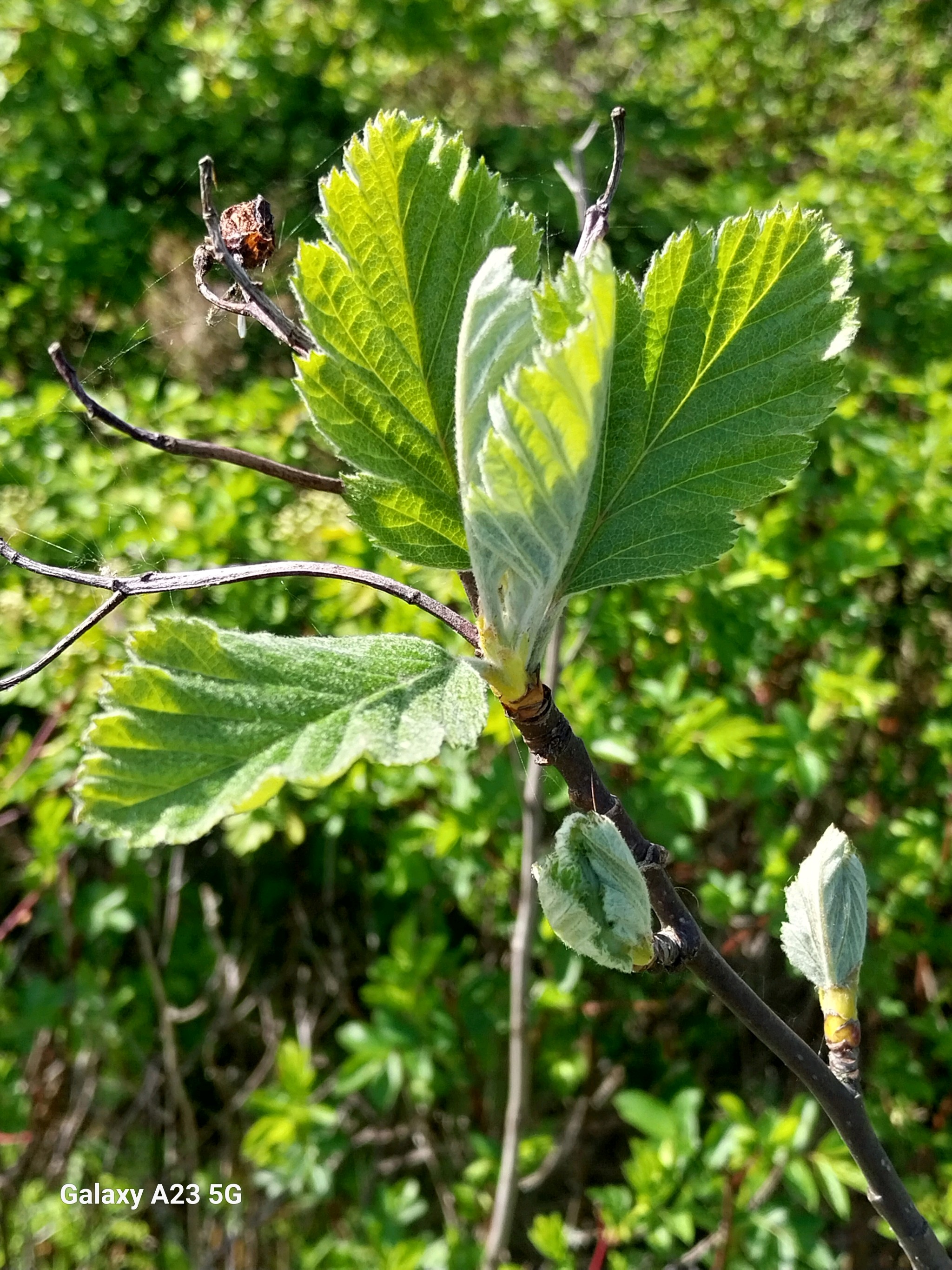 Scandosorbus intermedia (Swedish Whitebeam) (alternate view 15)