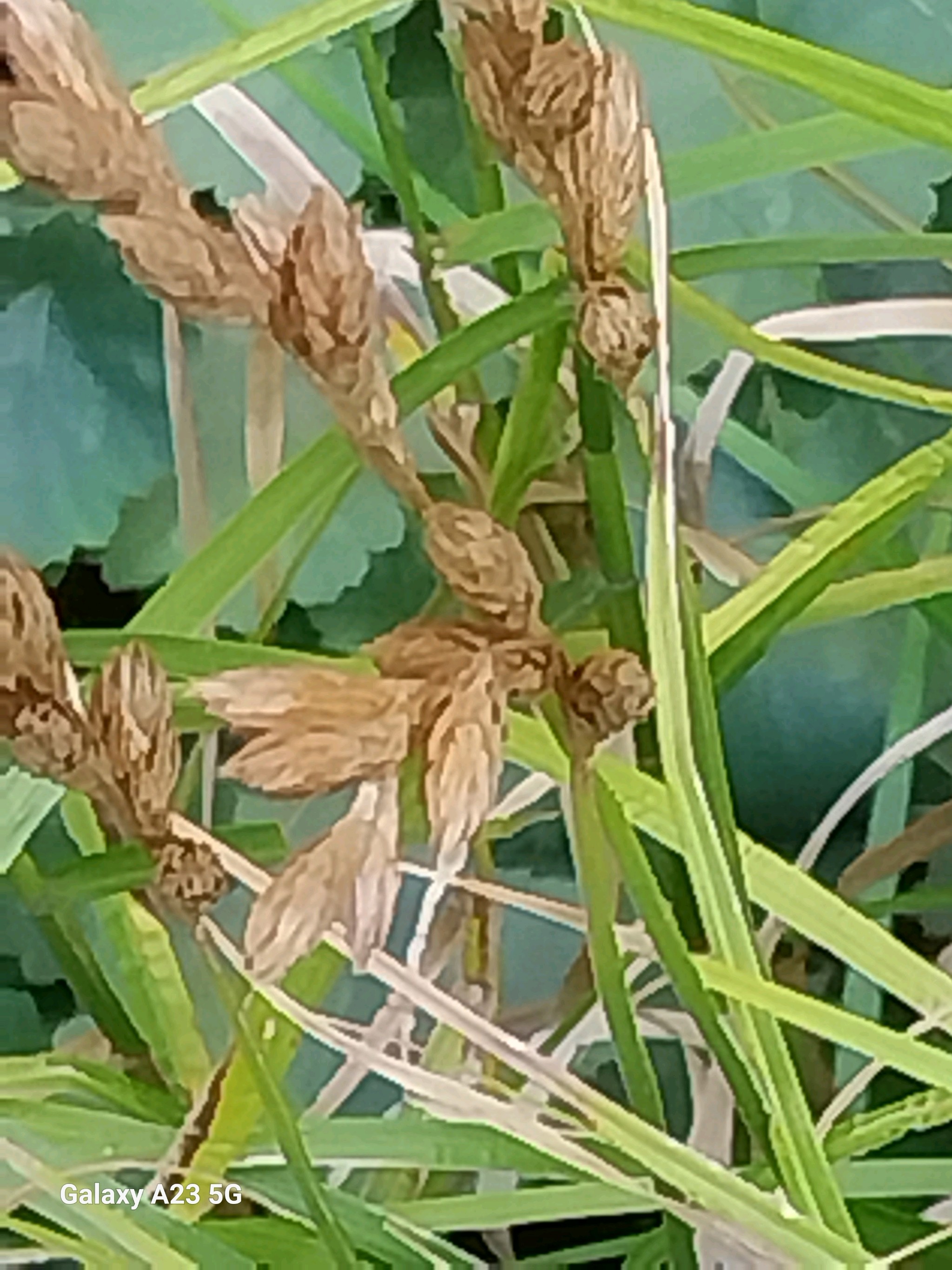 Carex muskingumensis (Palm Sedge) (alternate view 5)