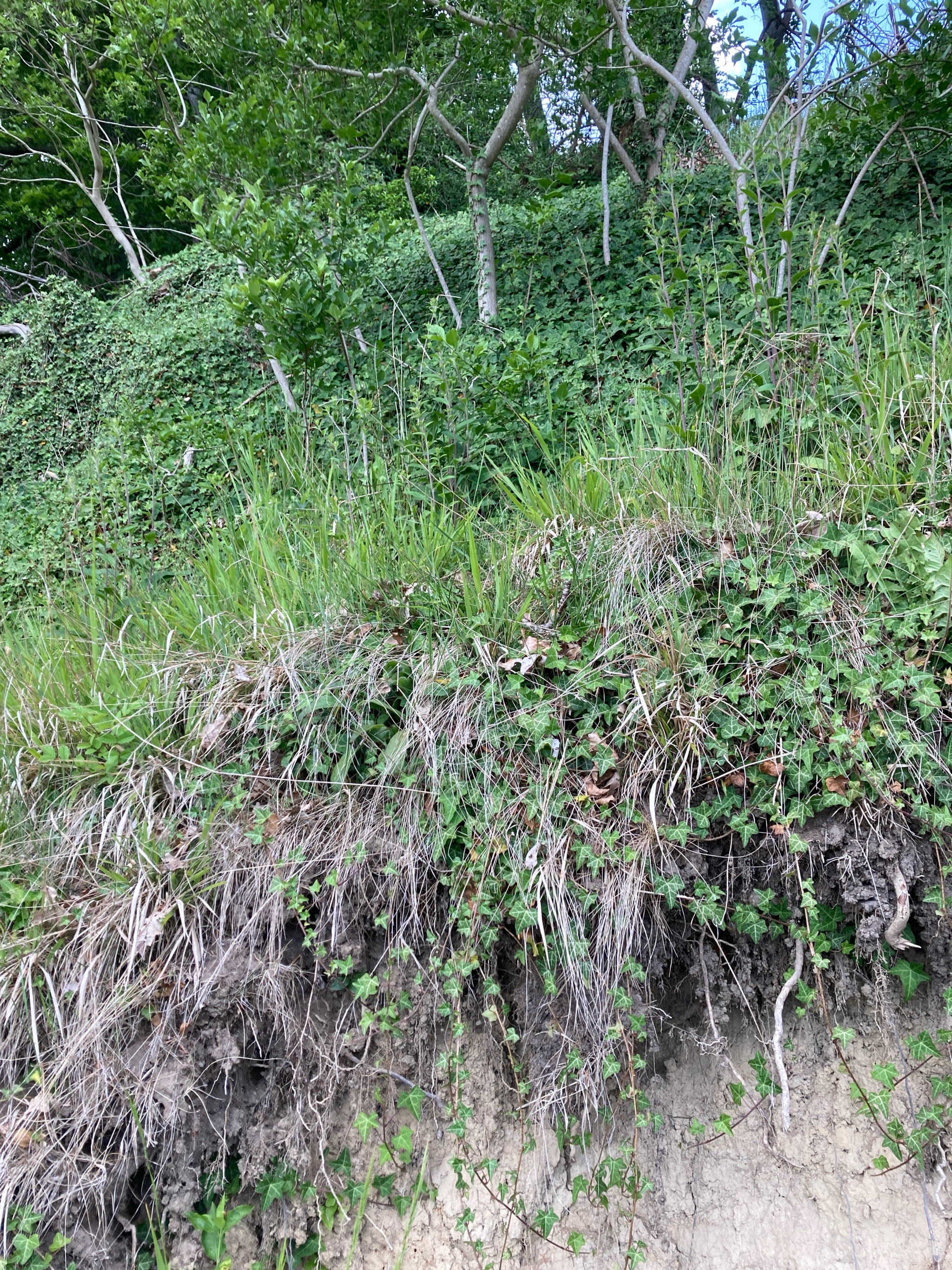 Pentanema squarrosum (Ploughman's-spikenard) (alternate view 14)