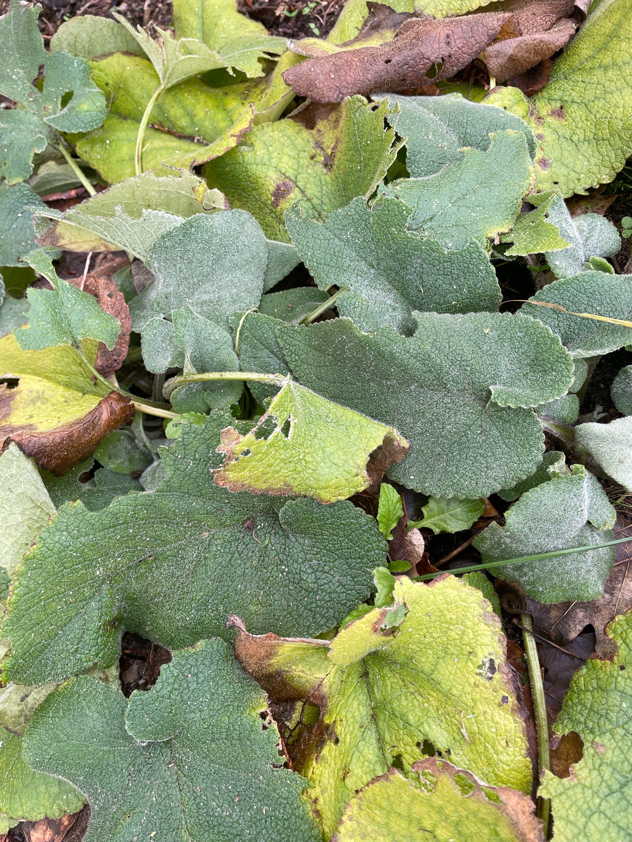 Phlomis russeliana (Jerusalem sage) (alternate view 13)